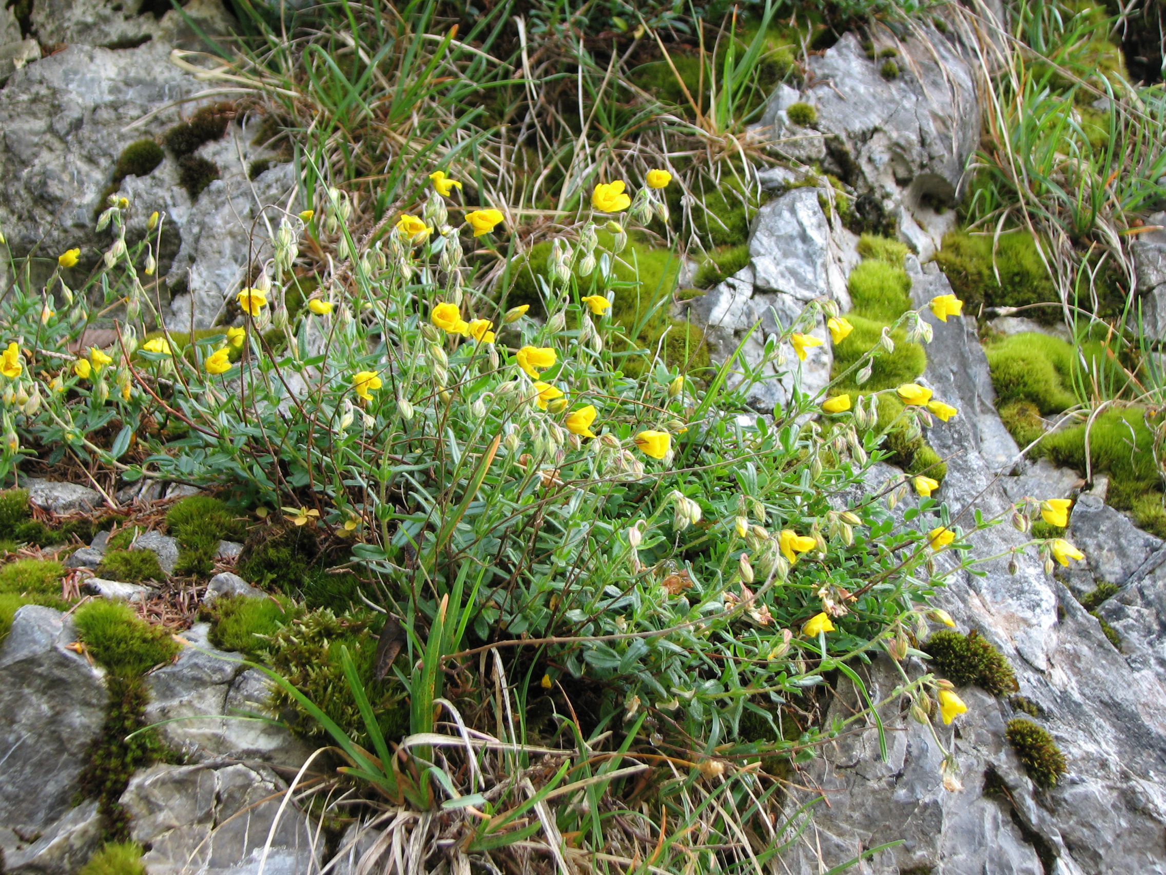 Gelbes Sonnenröschen