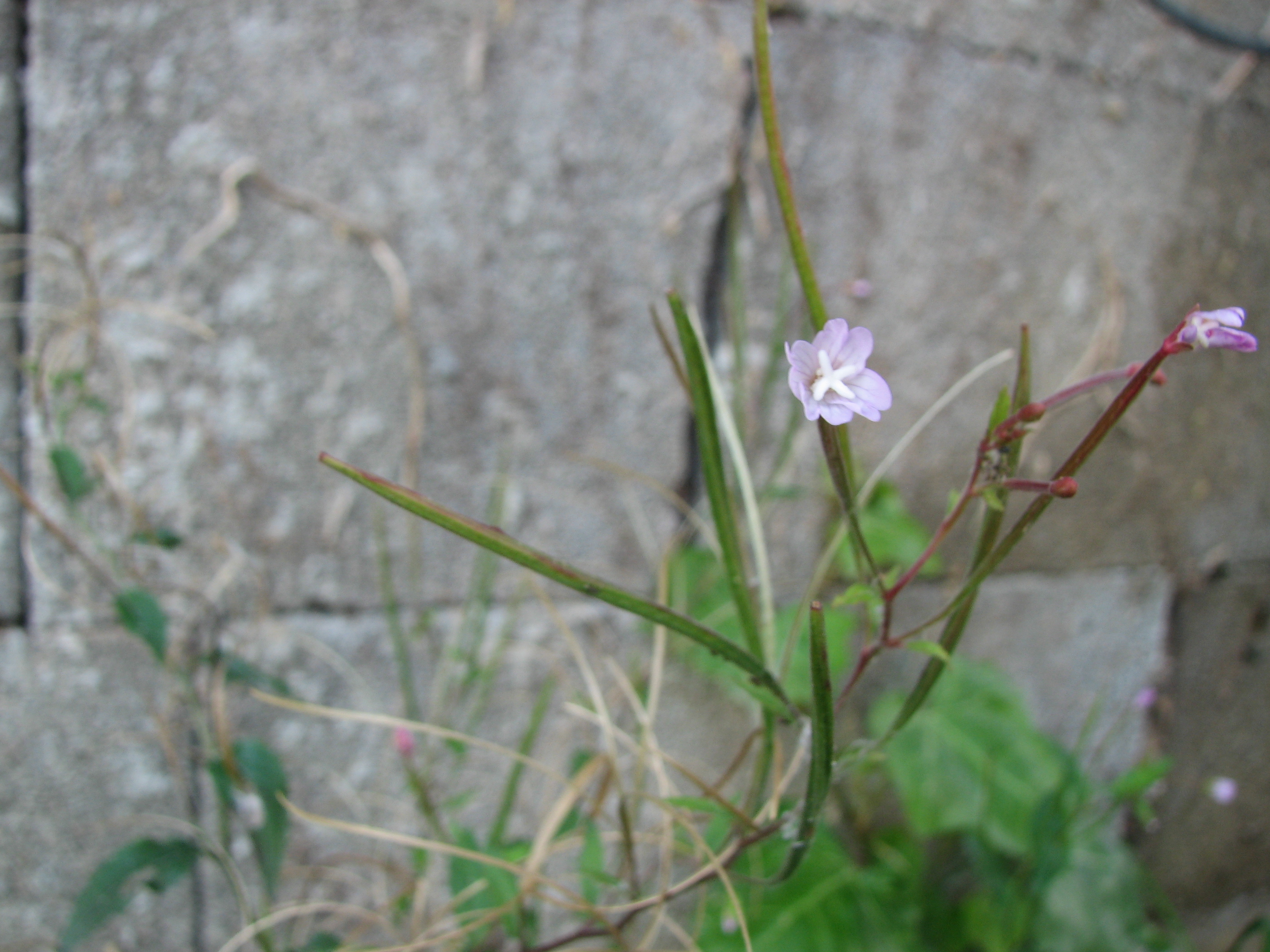 Kleinblütiges Weidenröschen