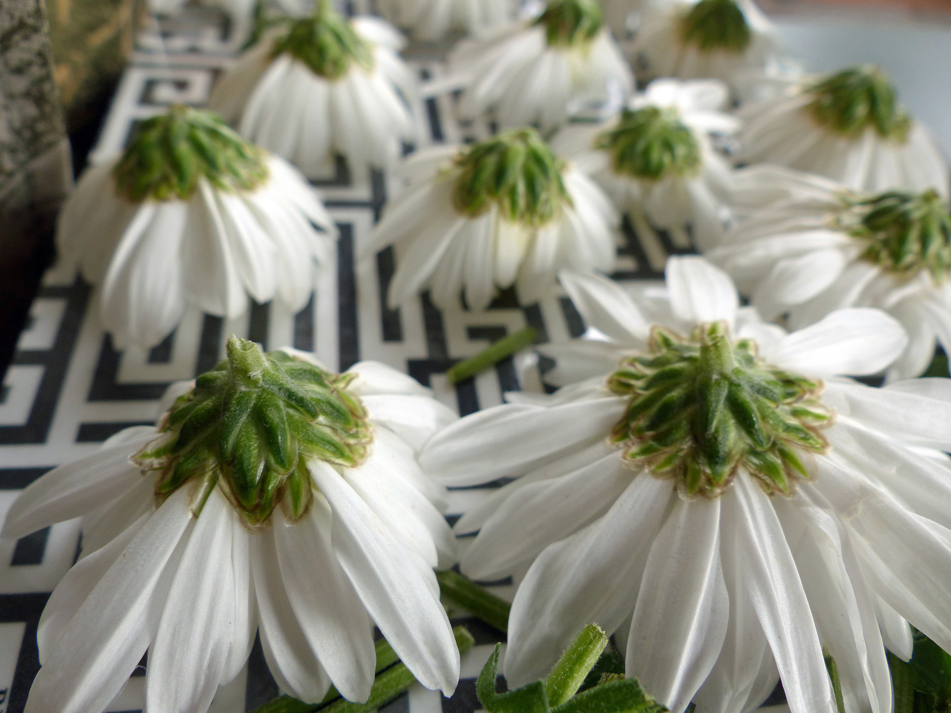 Chinesische Teechrysantheme