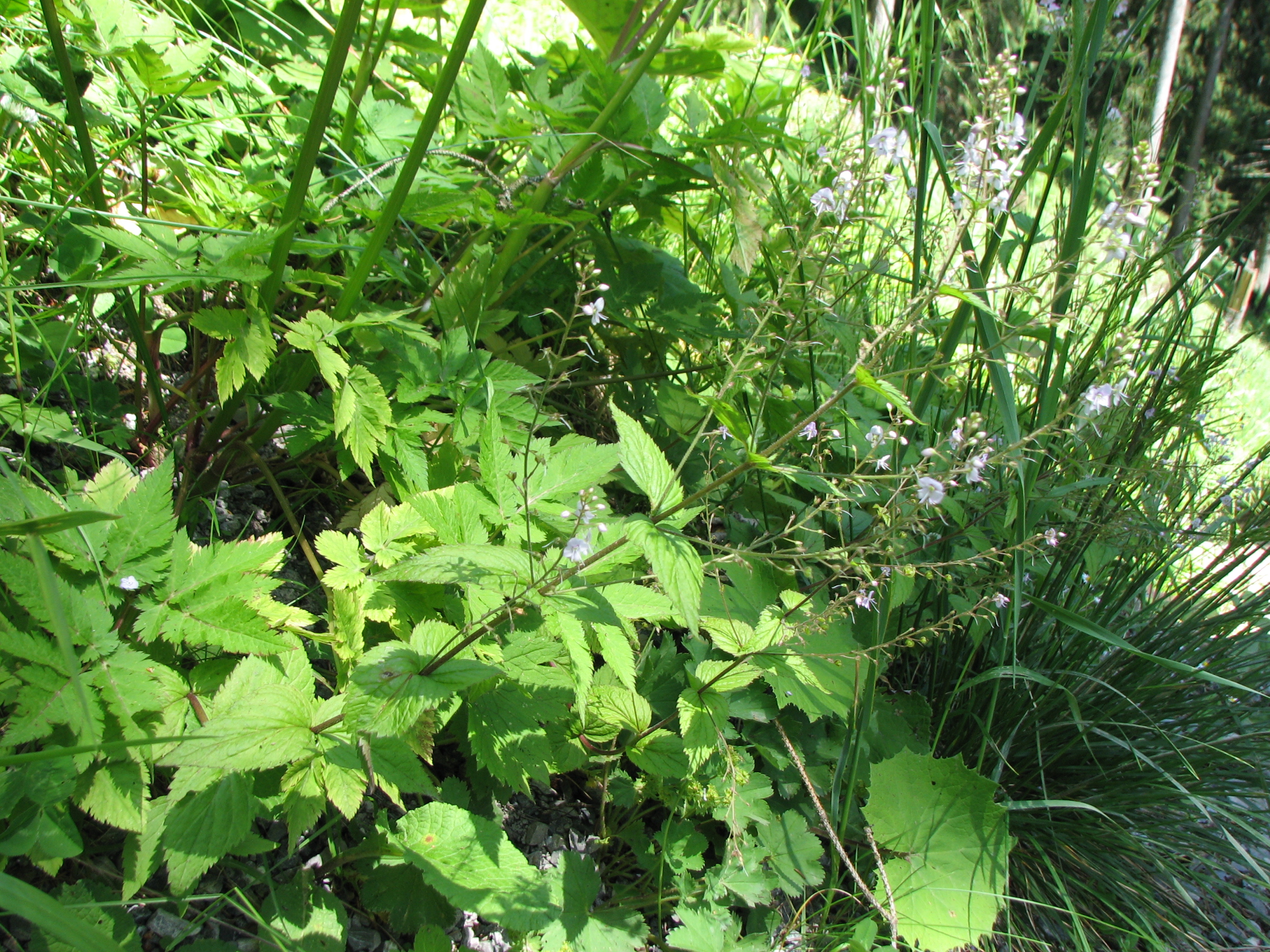 Nesselblättriger Ehrenpreis