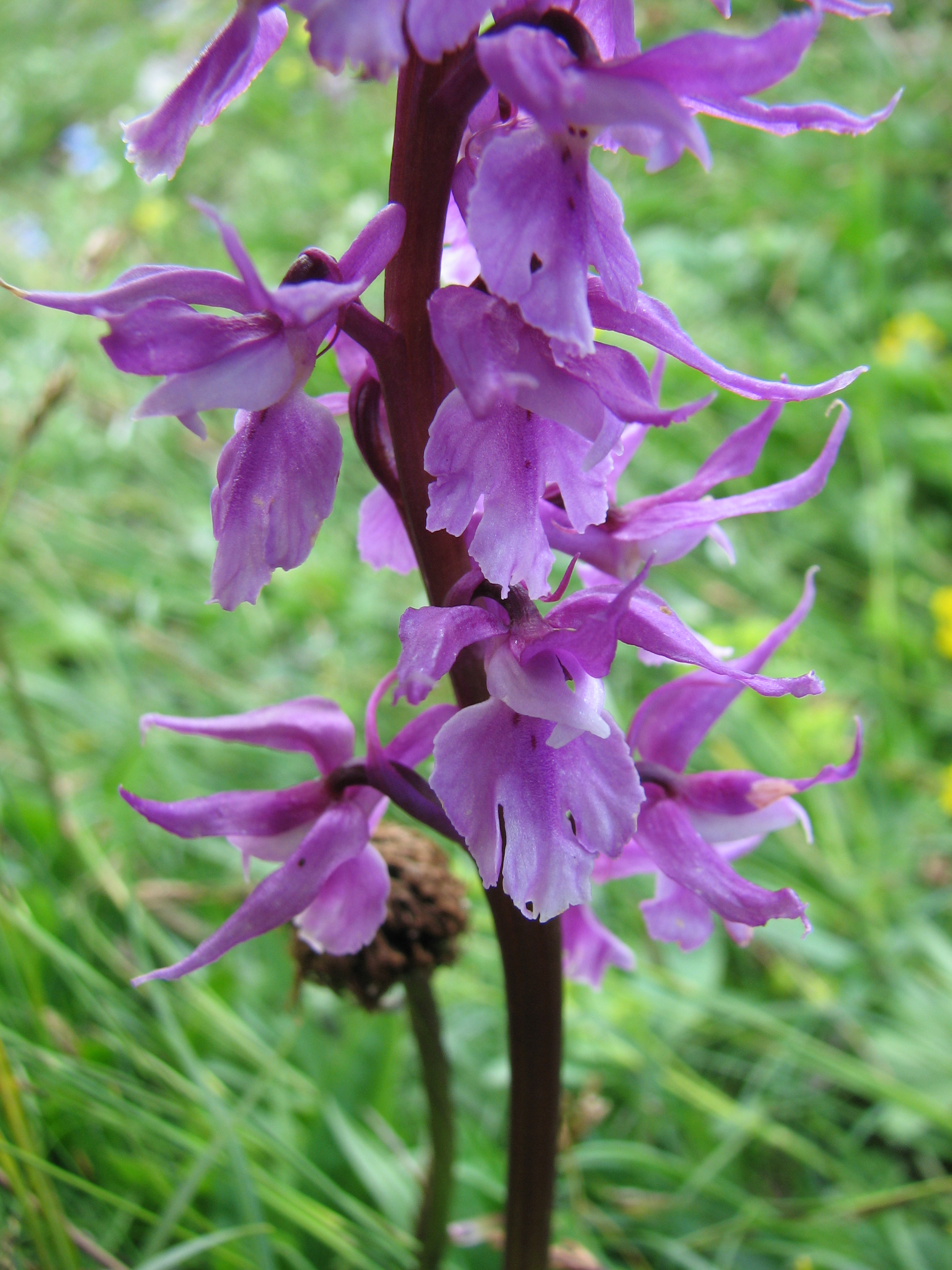 Männliches Knabenkraut