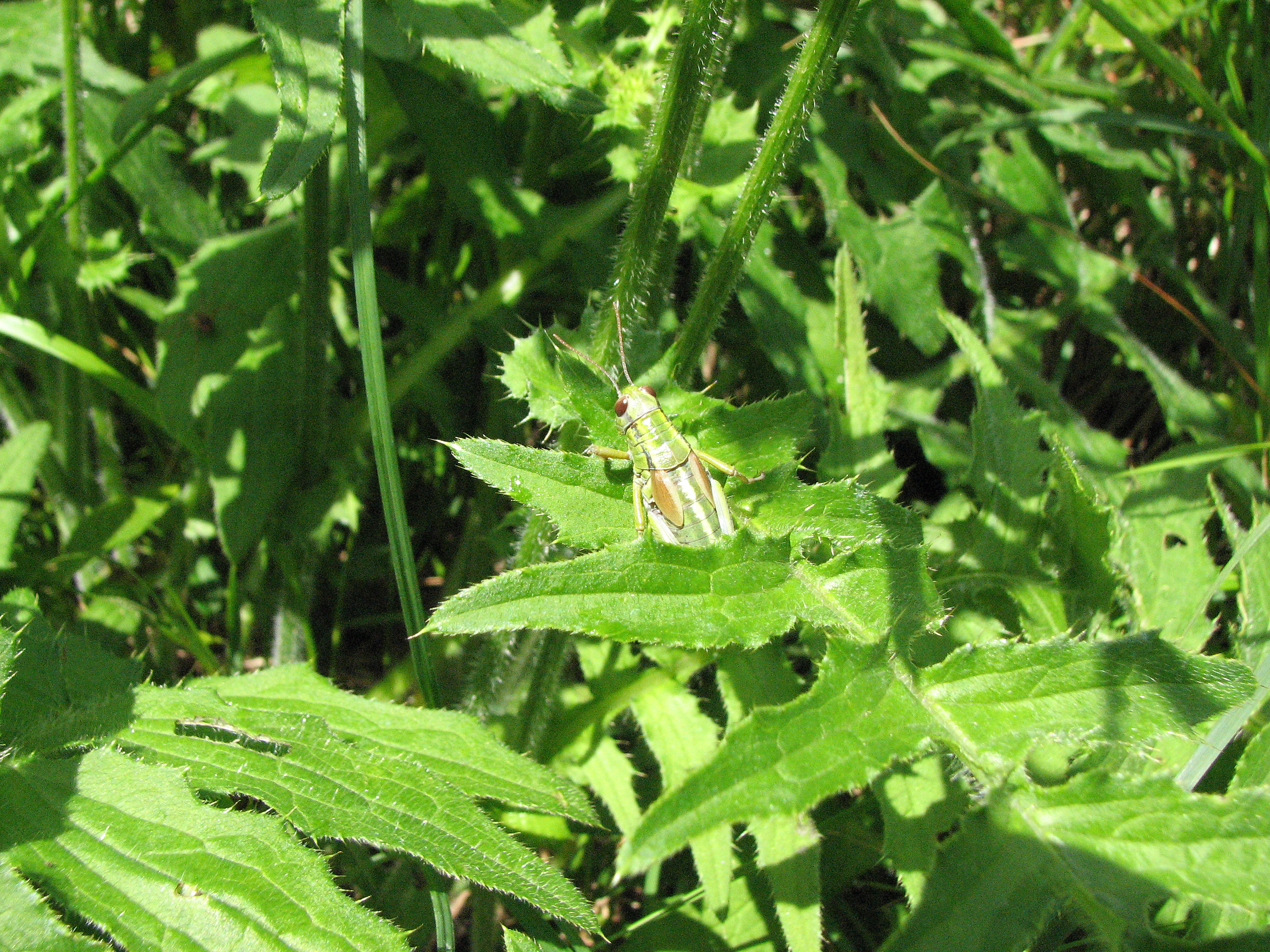 Klebkratzdistel