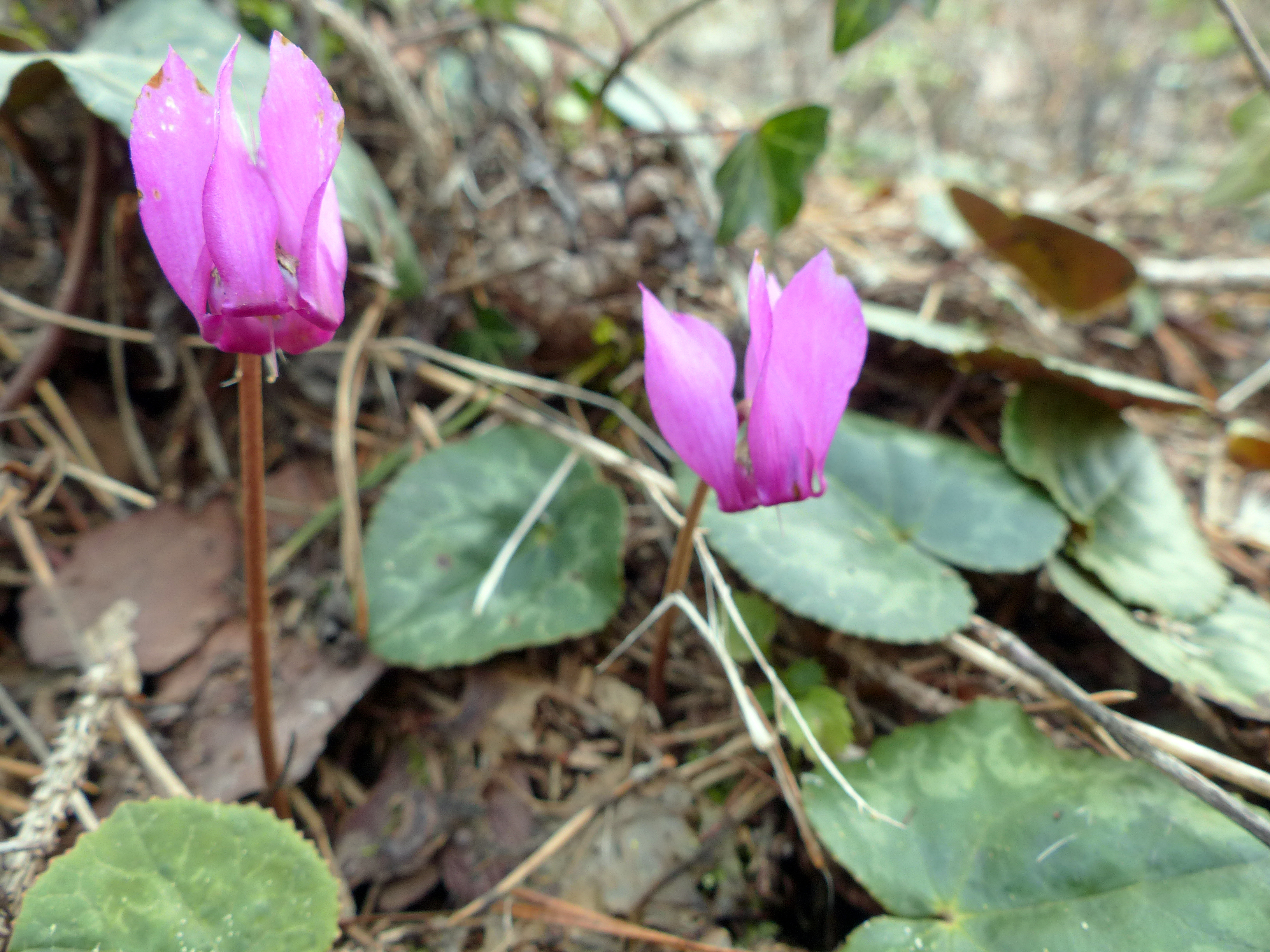 Europäisches Alpenveilchen