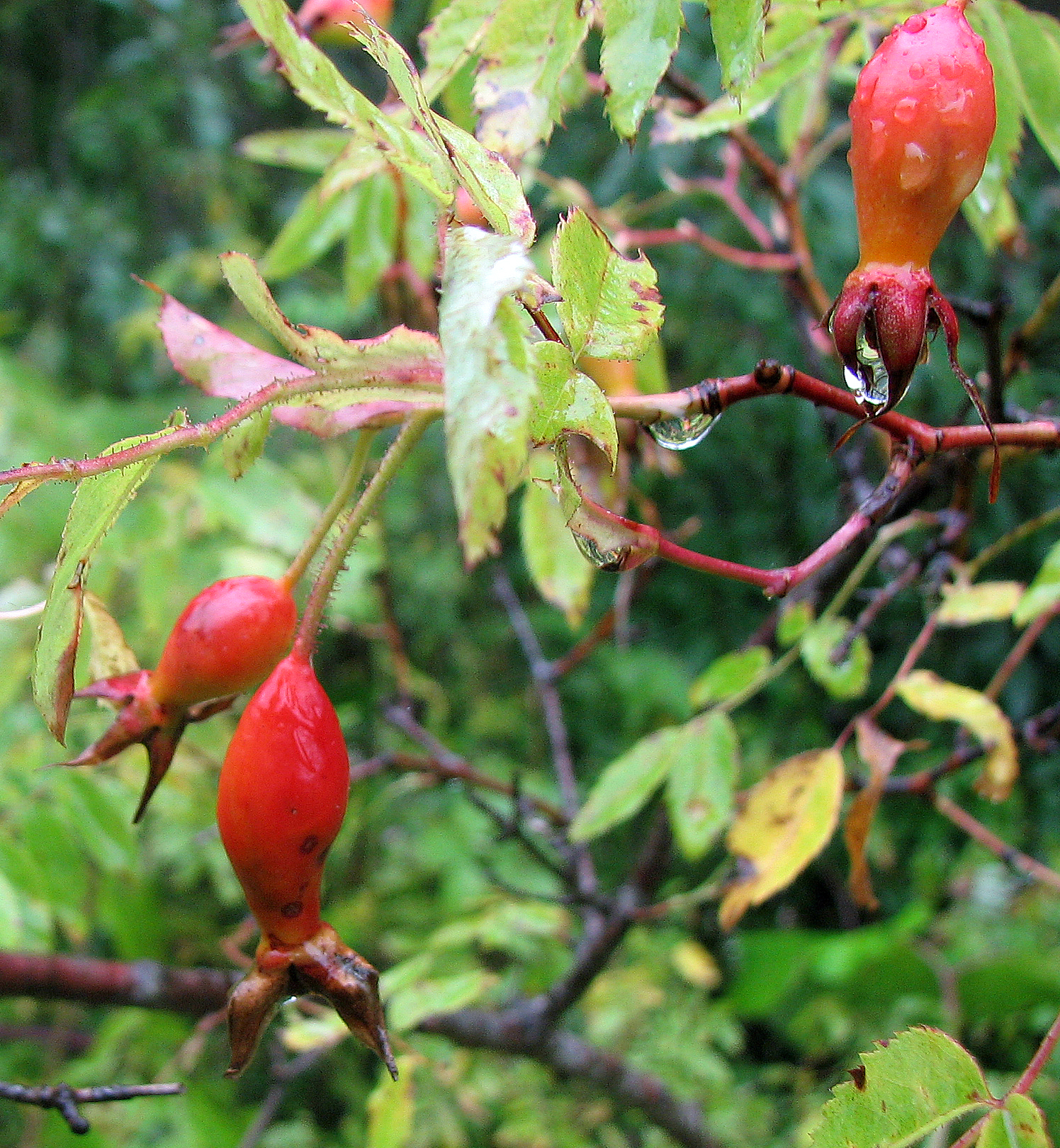 Alpenheckenrose-Wildrose