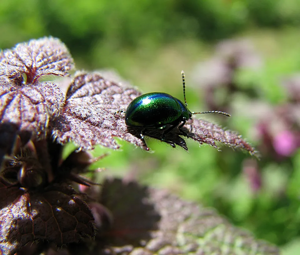 Gefleckte Taubnessel