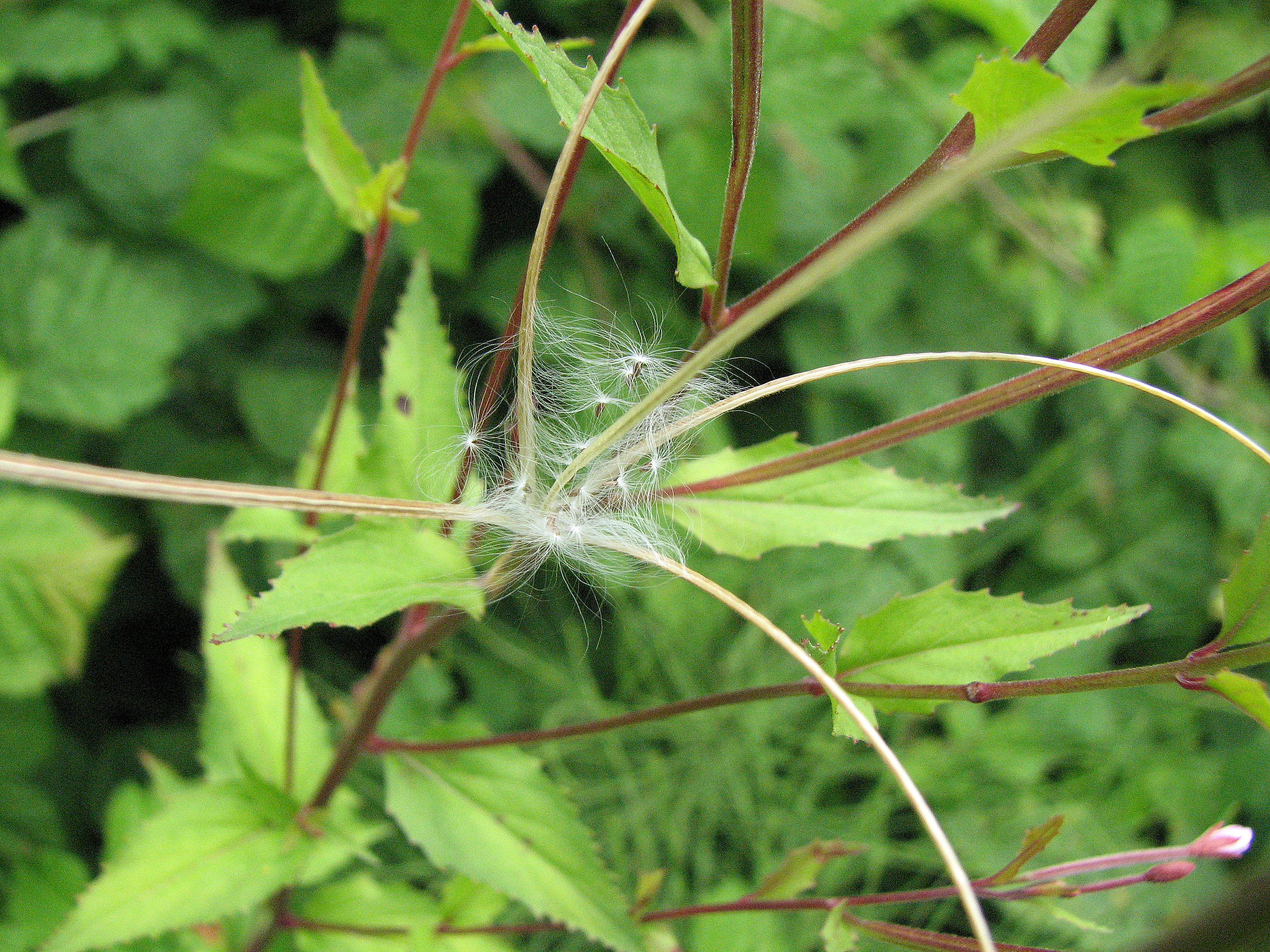Kleinblütiges Weidenröschen