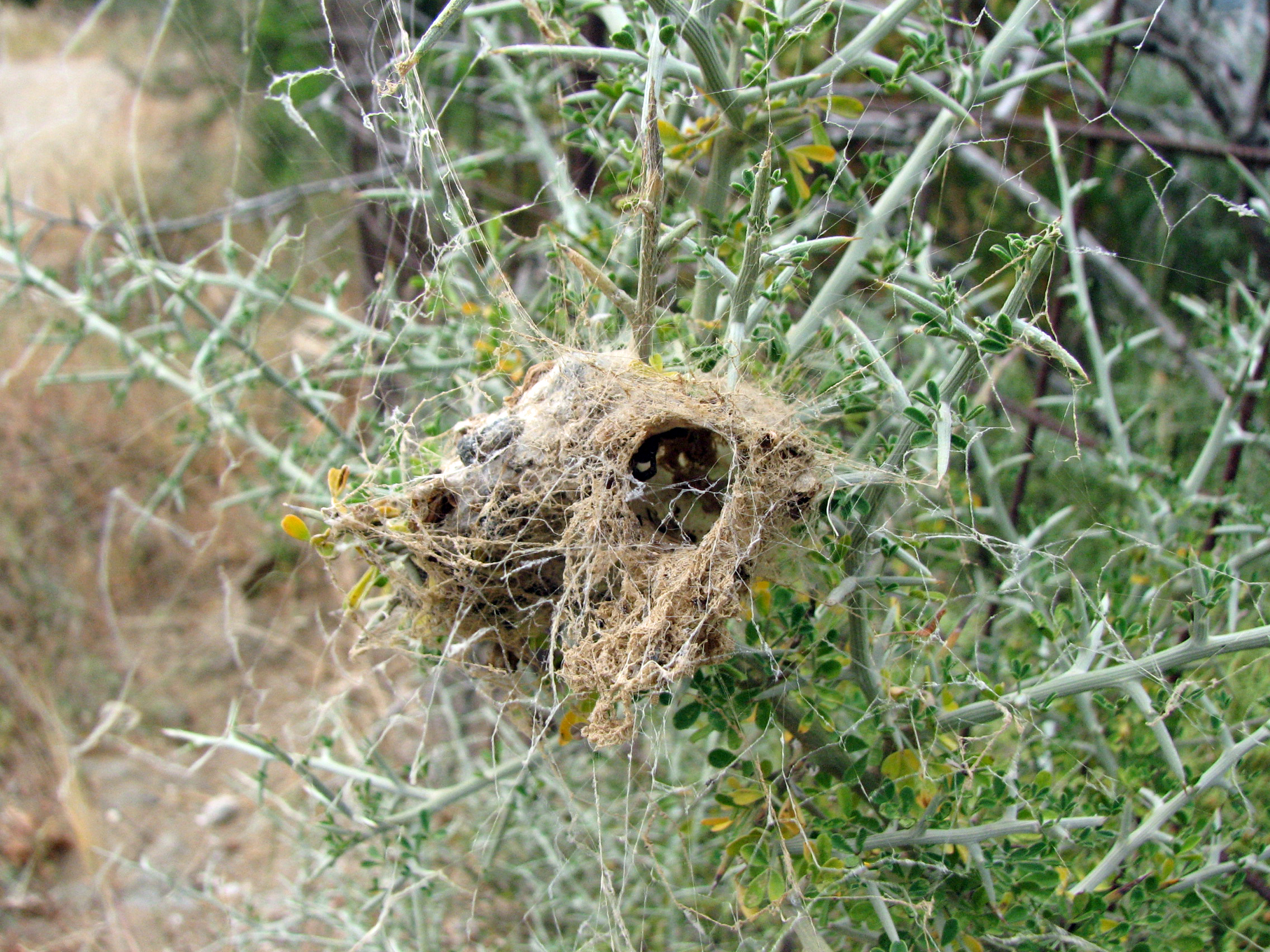 Behaarter Dornginster
