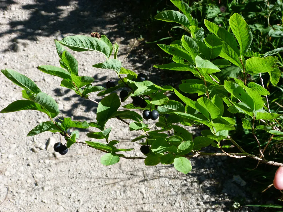 Schwarze Heckenkirsche