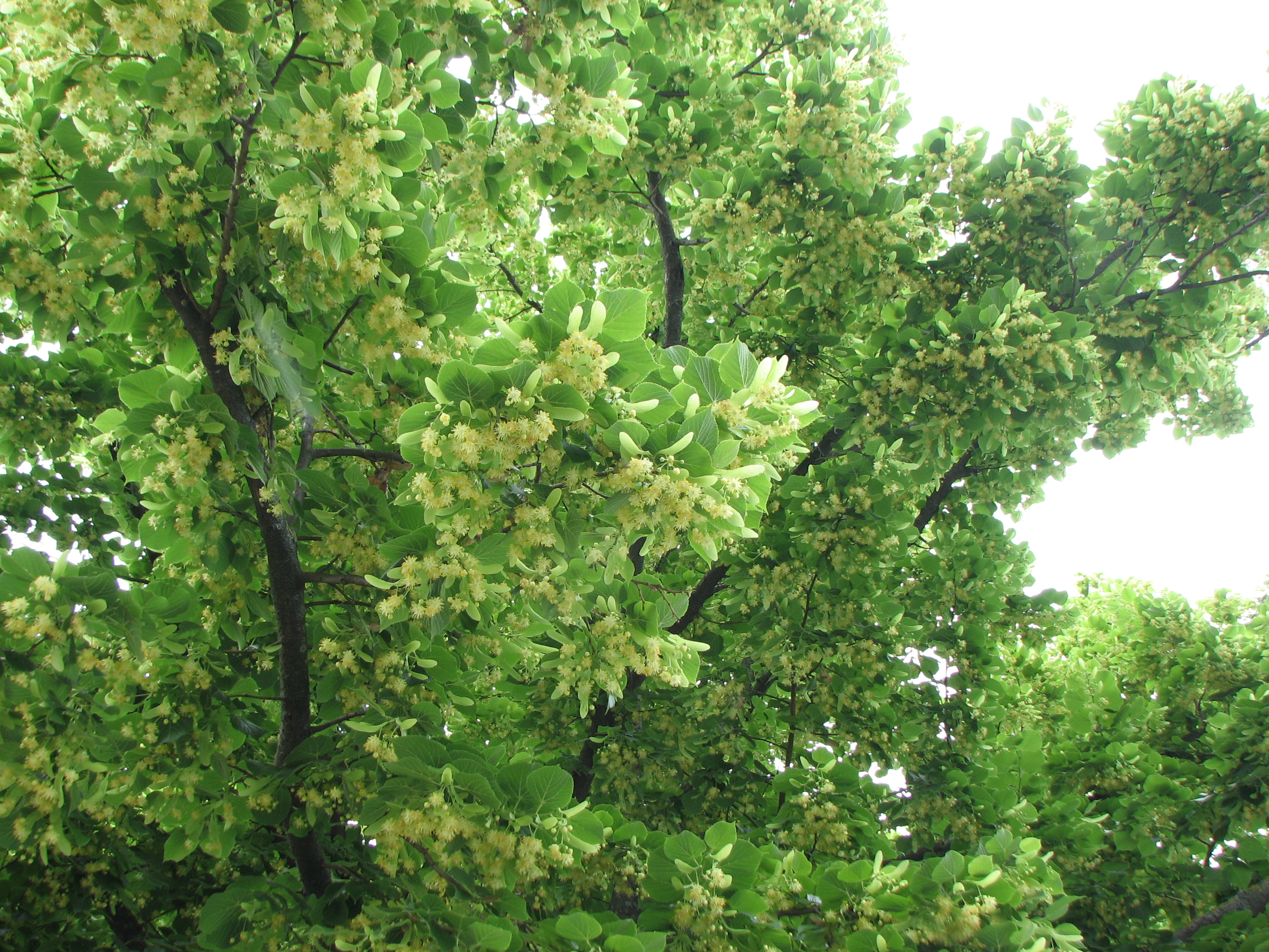 Sommerlinde