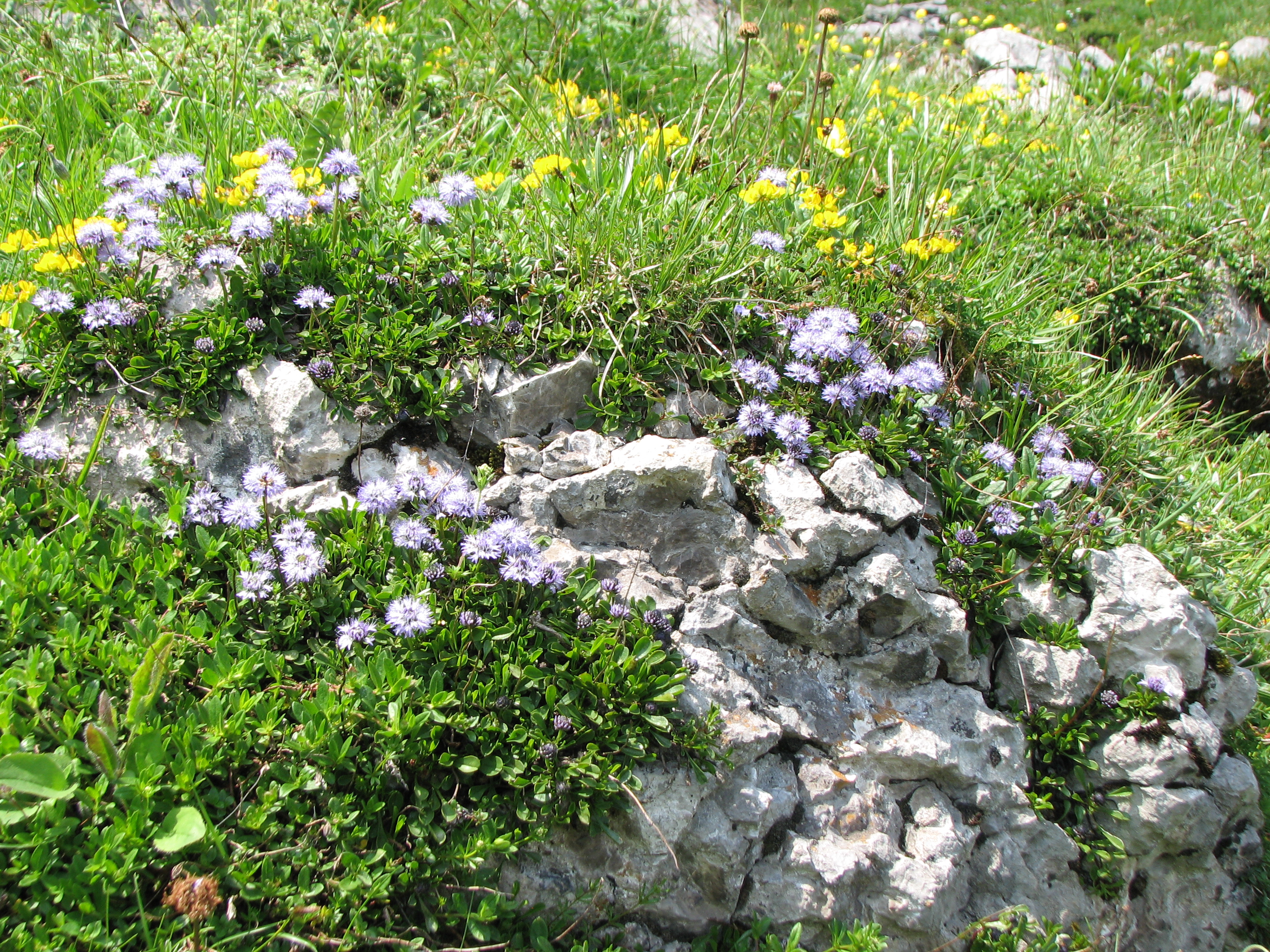 Kriechende Kugelblume