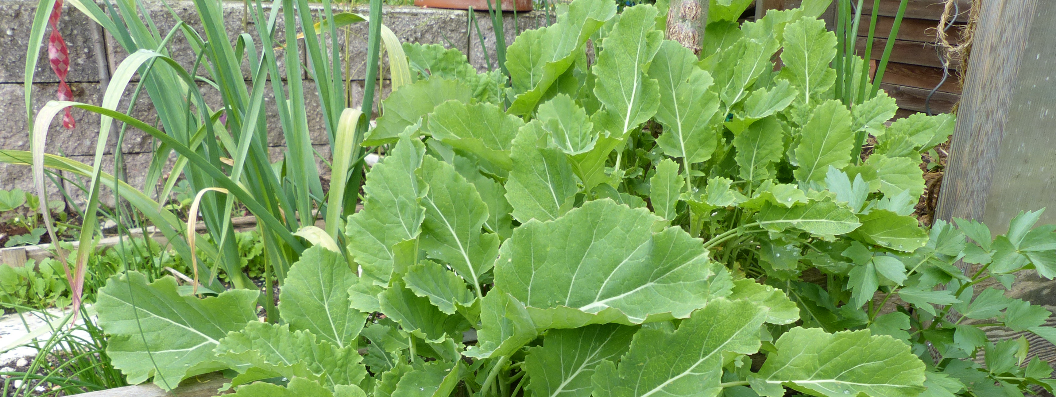 Eine Mischkultur anlegen und pflegen 