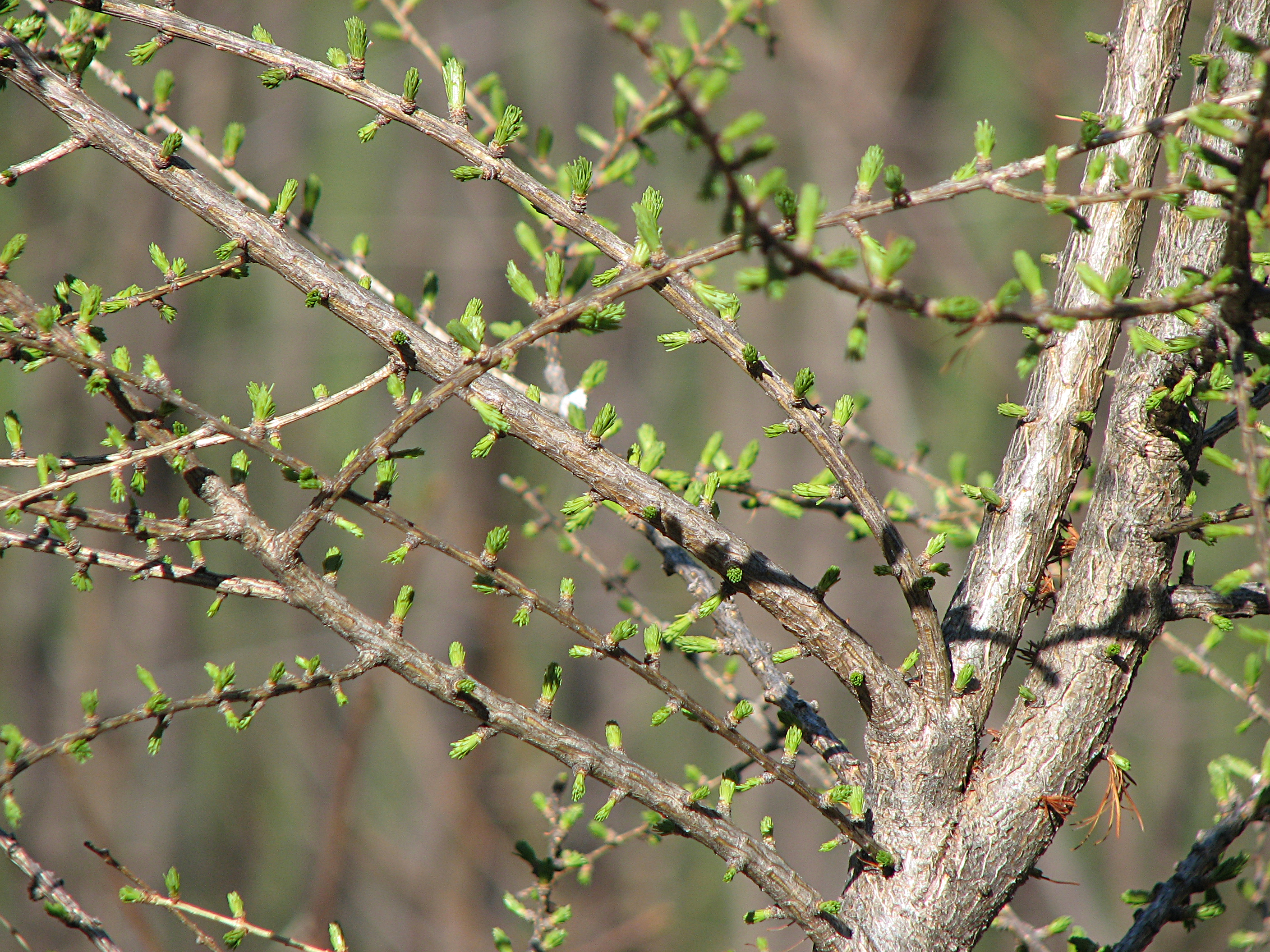 Europäische Lärche