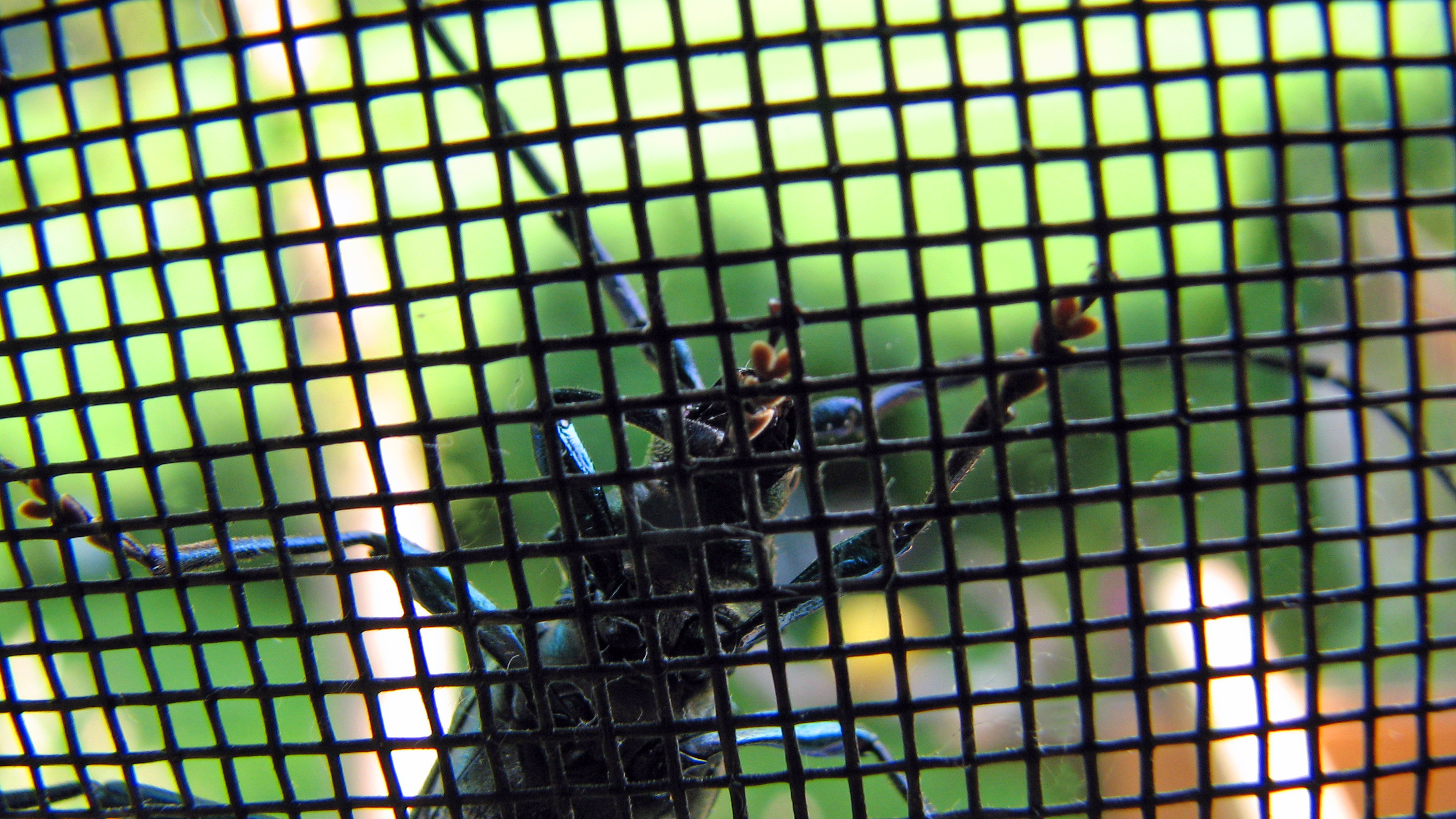 Silberweide - Kopfweide