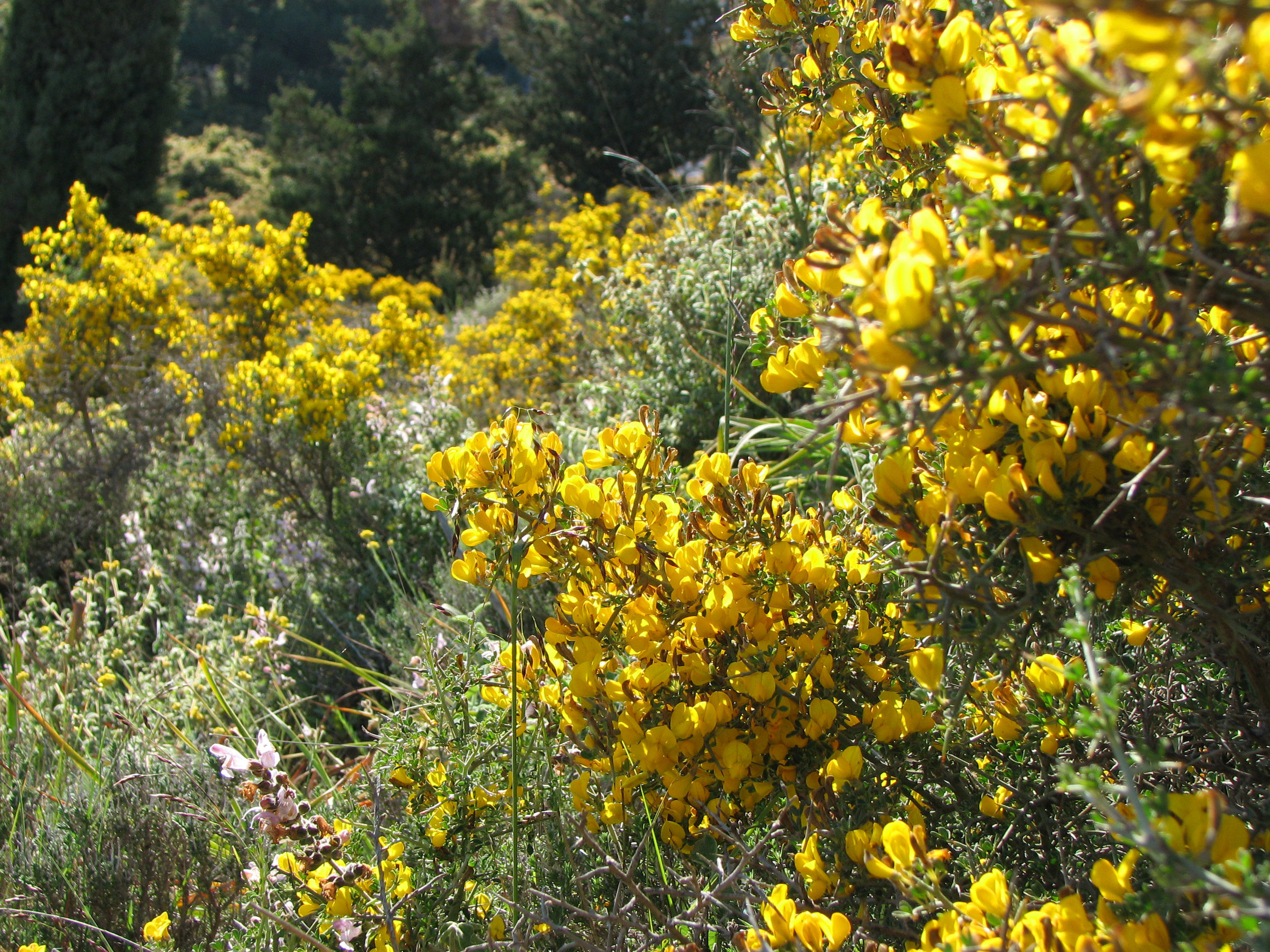 Behaarter Dornginster