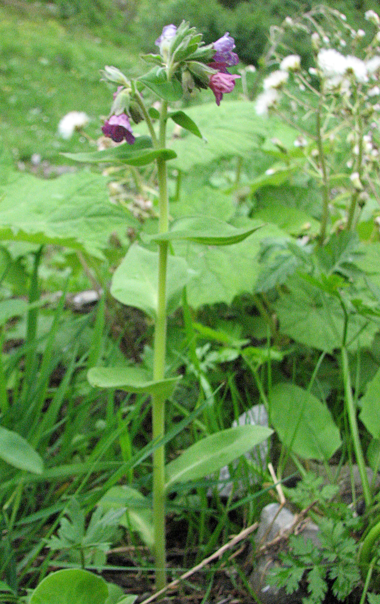 Geflecktes Lungenkraut