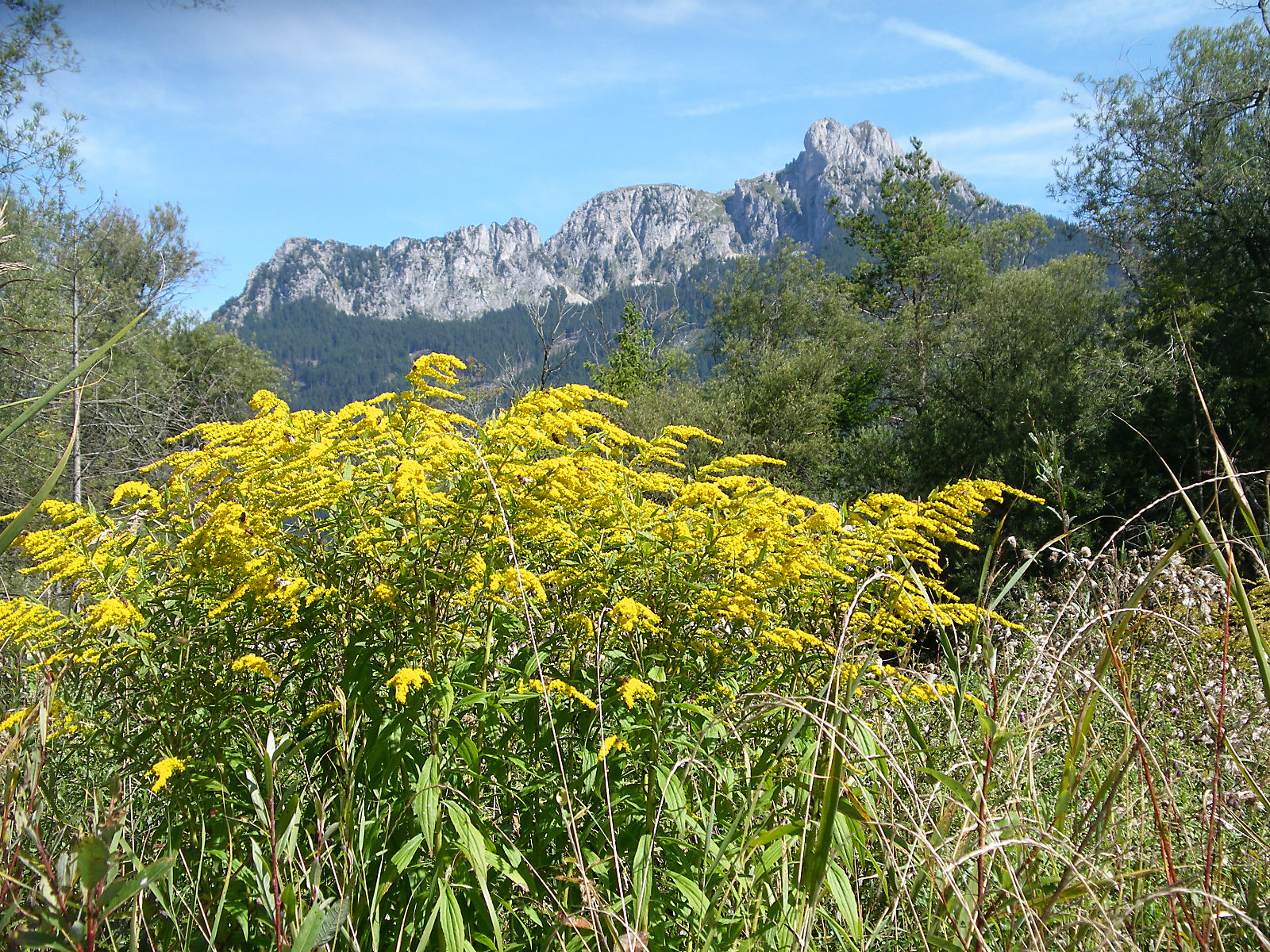 Kanadische Goldrute