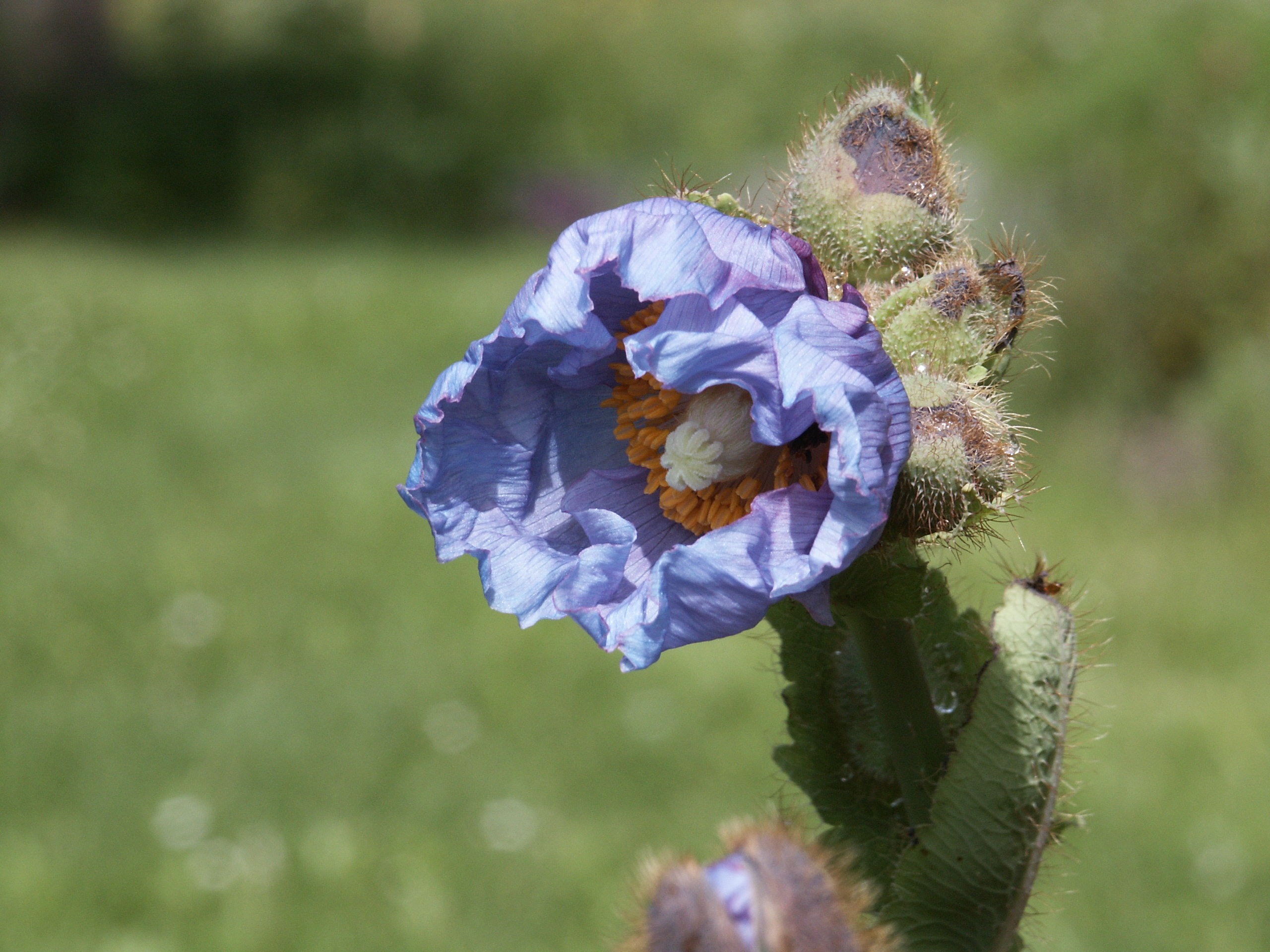 Blauer Mohn
