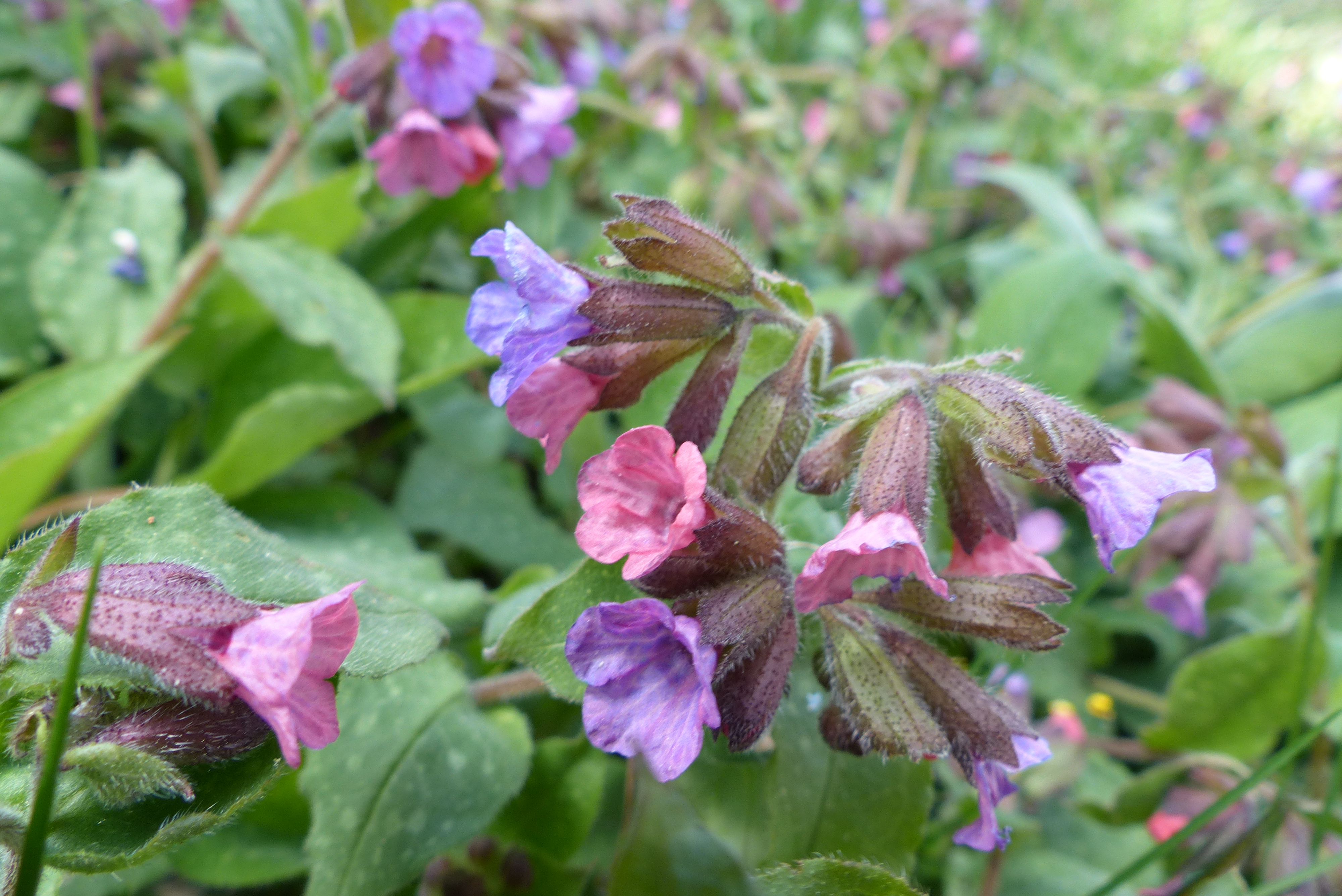 Geflecktes Lungenkraut