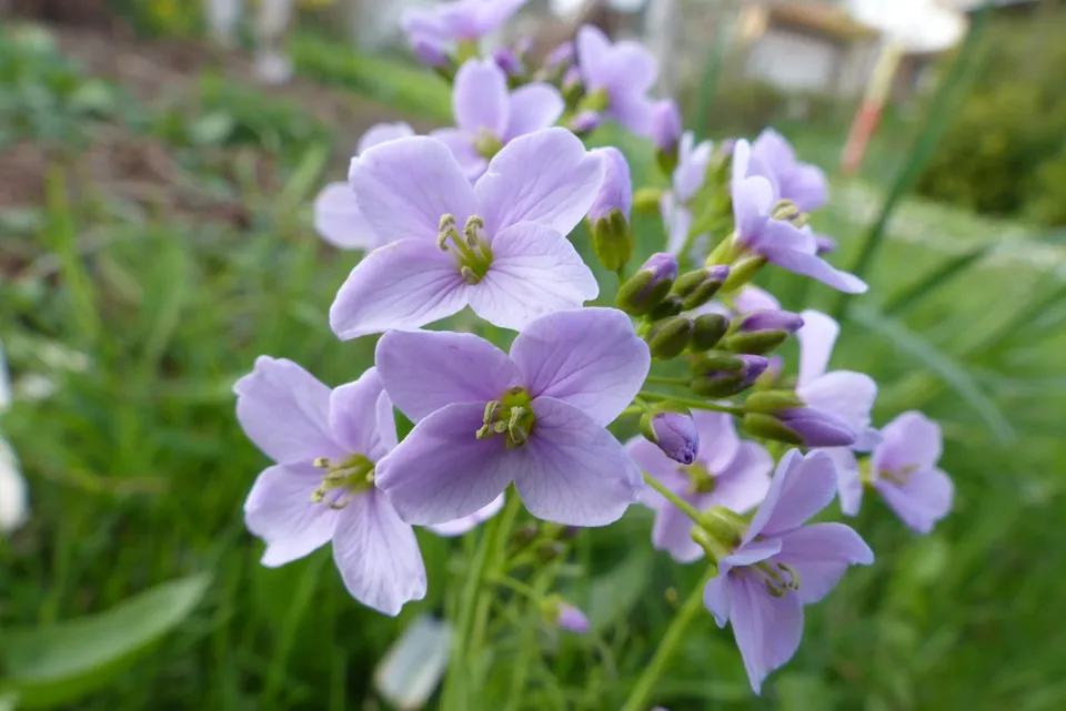 Gewöhnliche Nachtviole