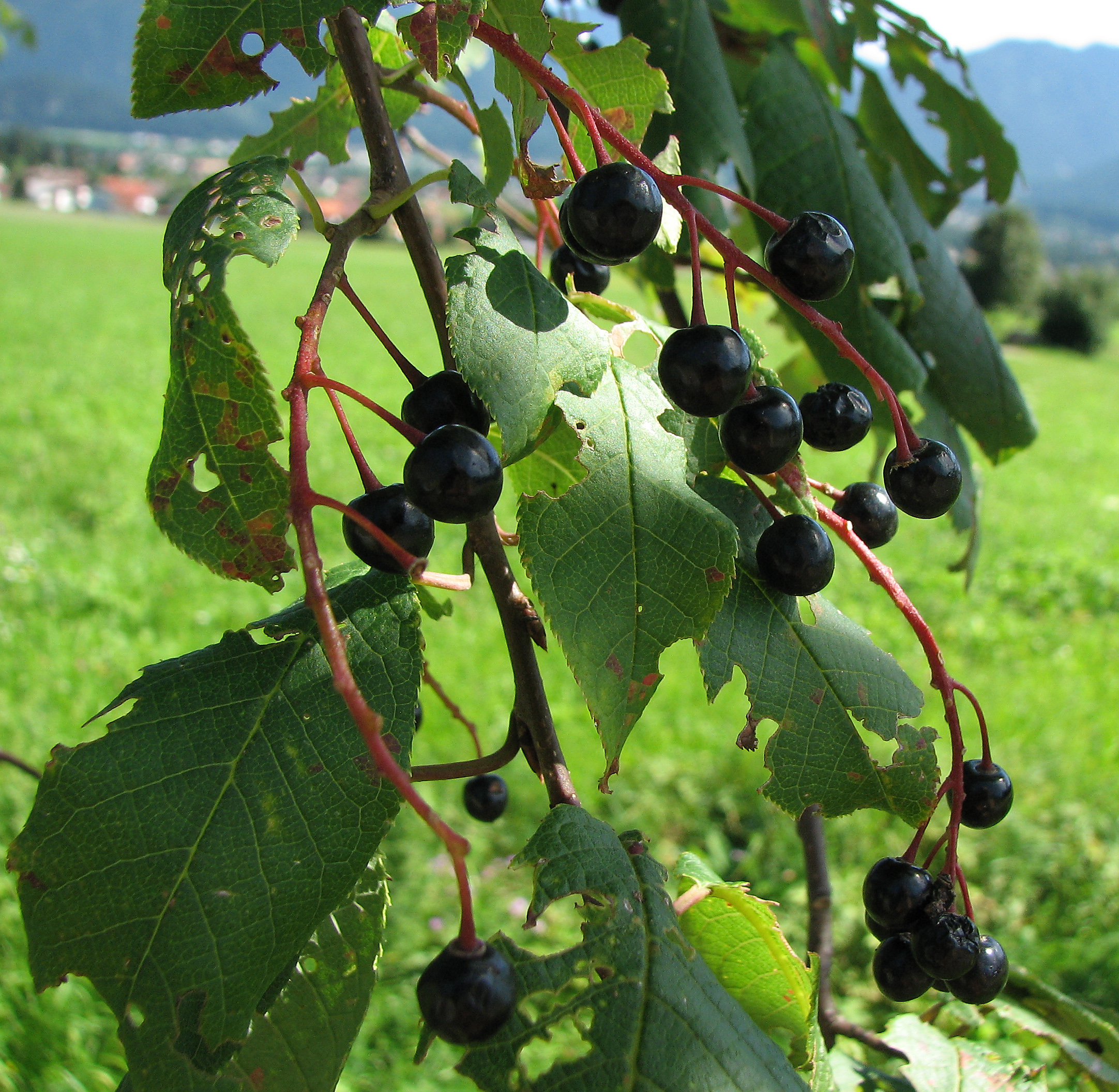 Spätblühende Traubenkirsche
