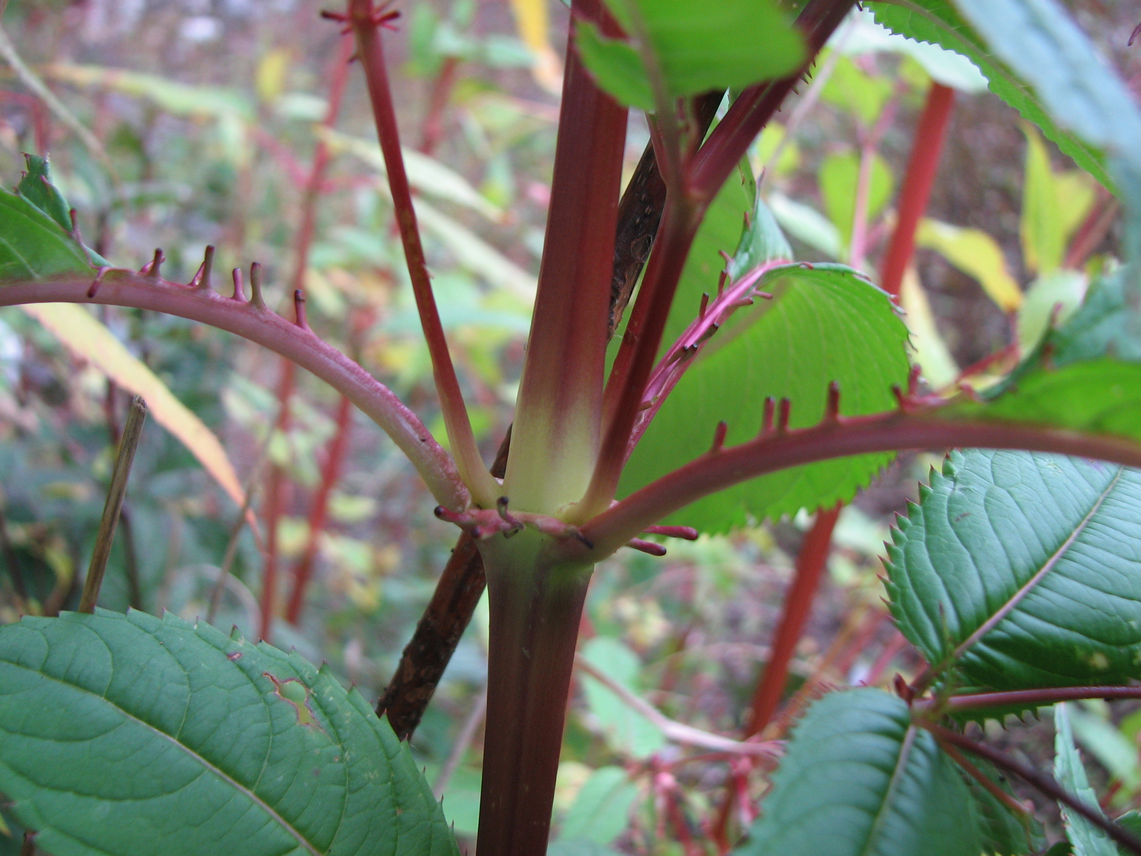 Drüsiges Springkraut