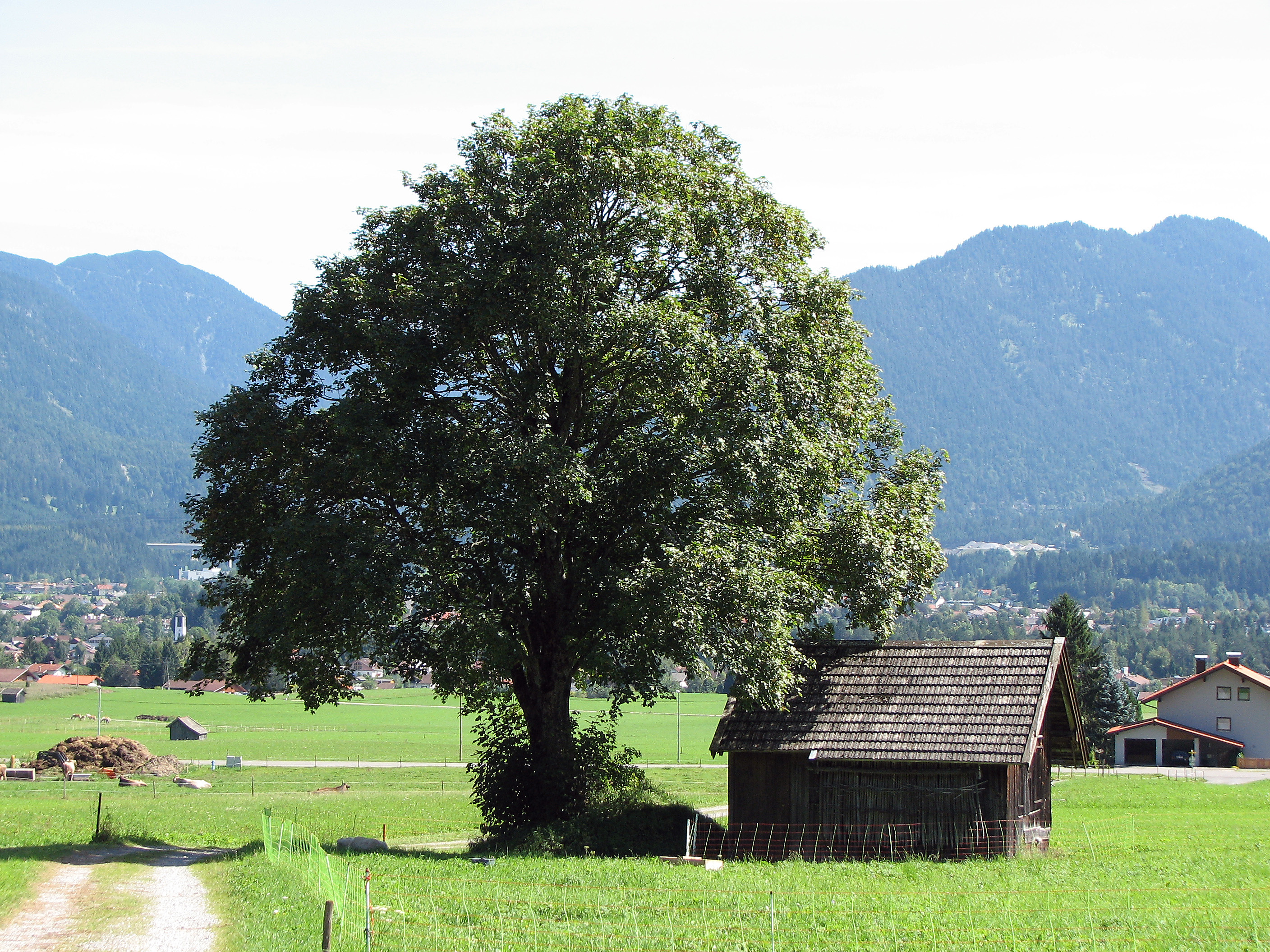 Bergahorn