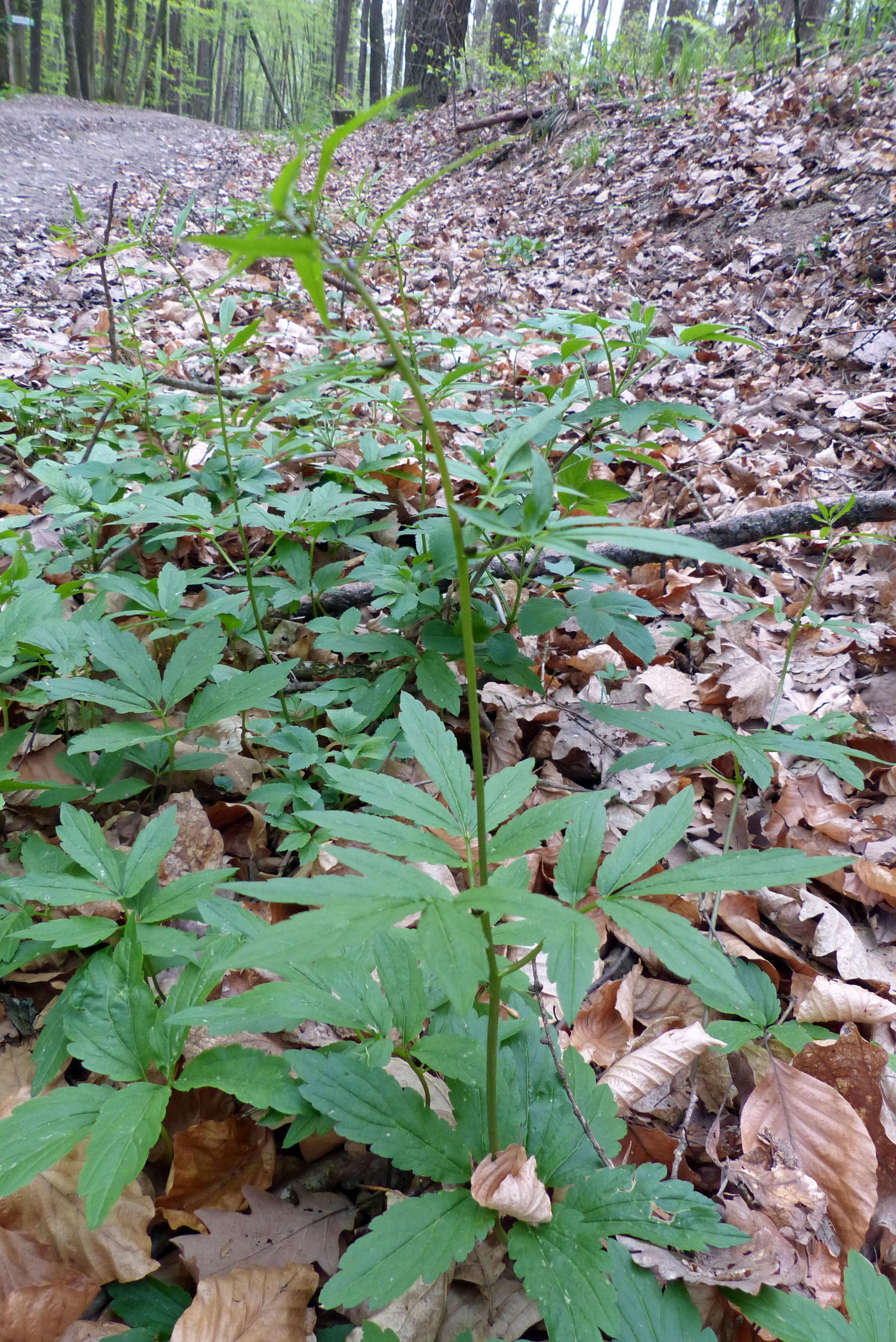 Zwiebeltragende Zahnwurz