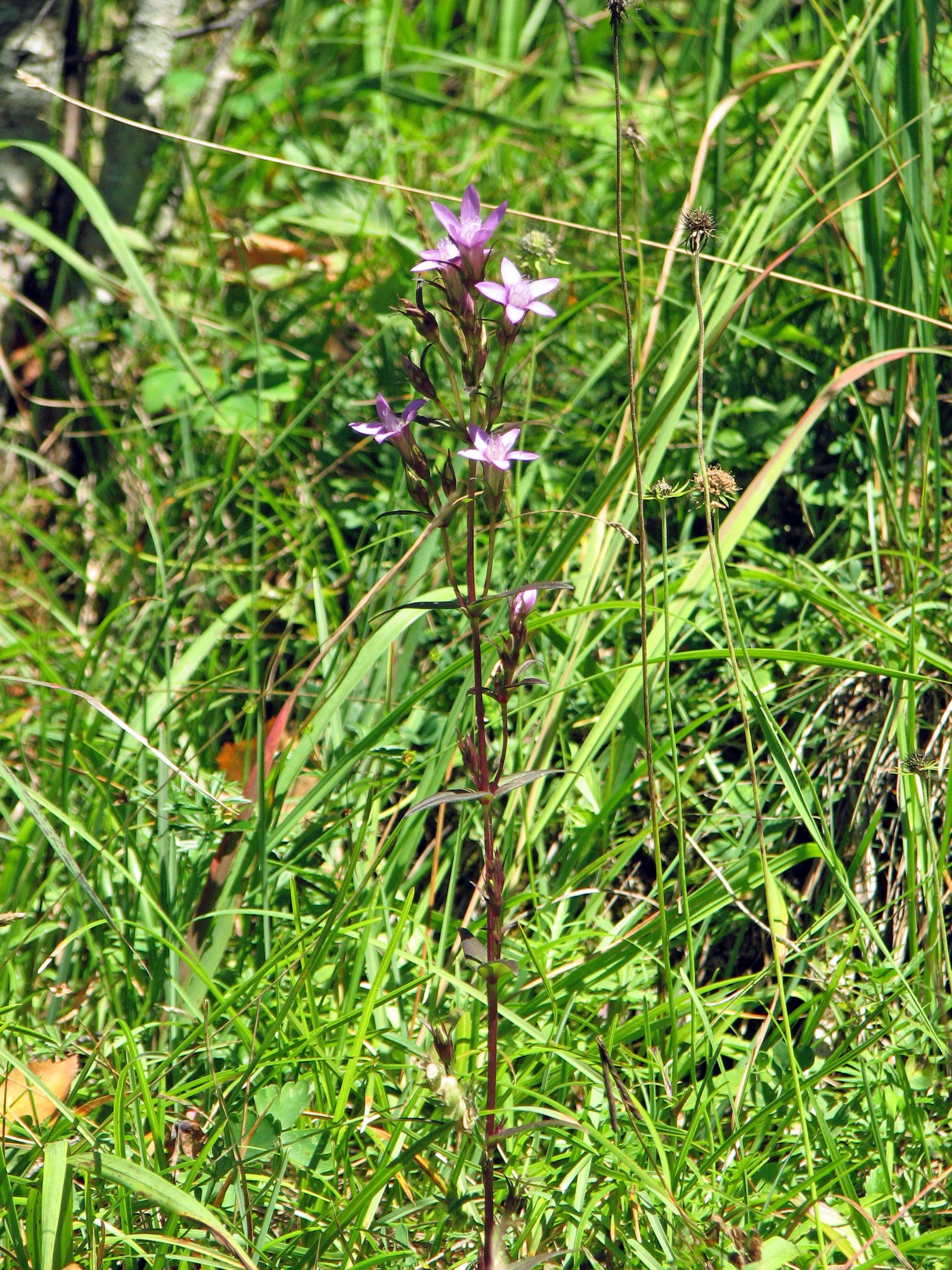 Bitterer Fransenenzian