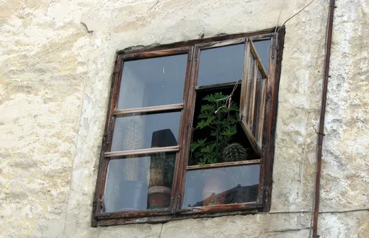 Insektenvertreibende Pflanzen für Garten, Balkon, Wohnung