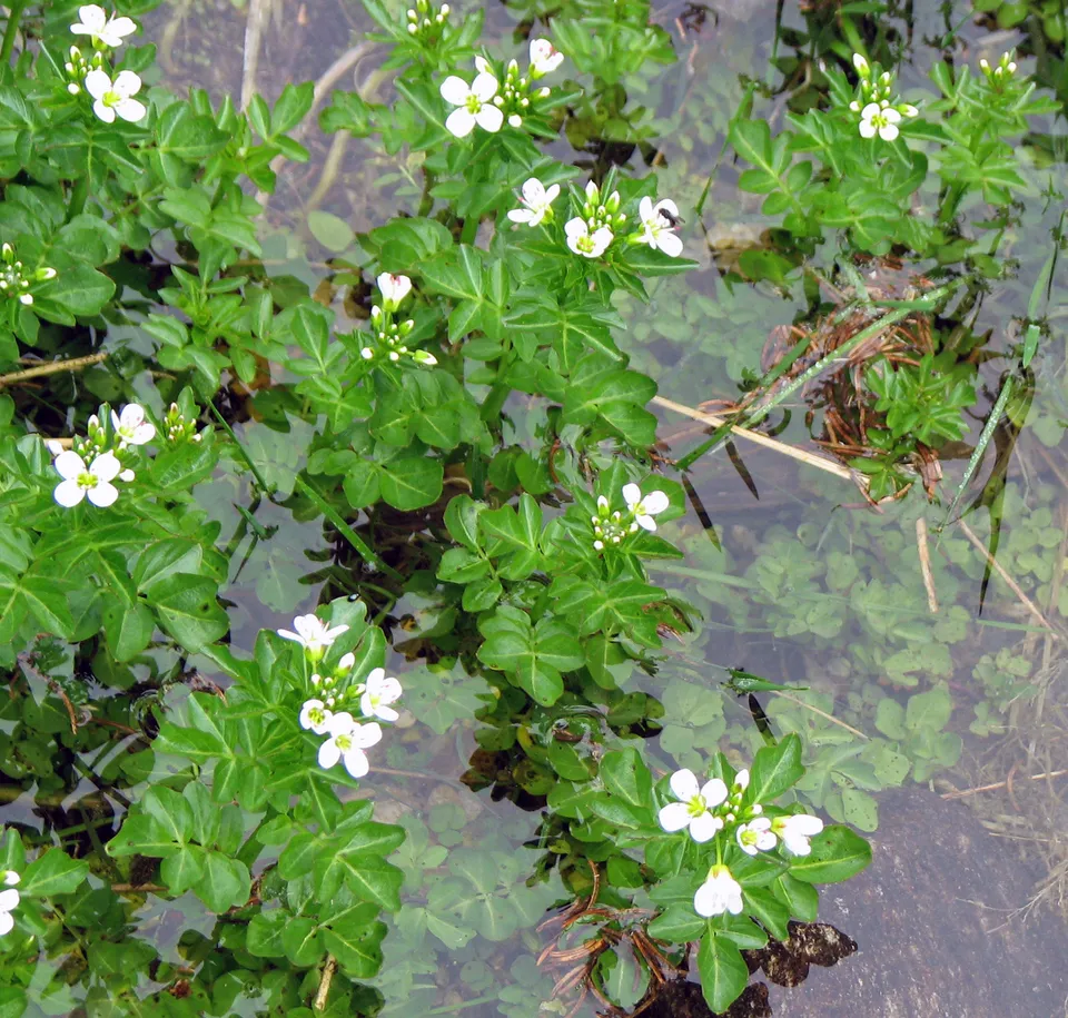Bitteres Schaumkraut
