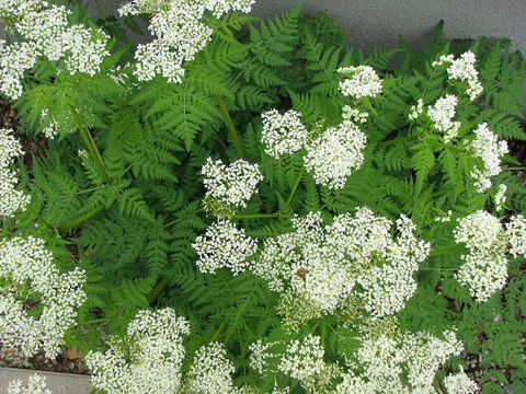 Süßdolde