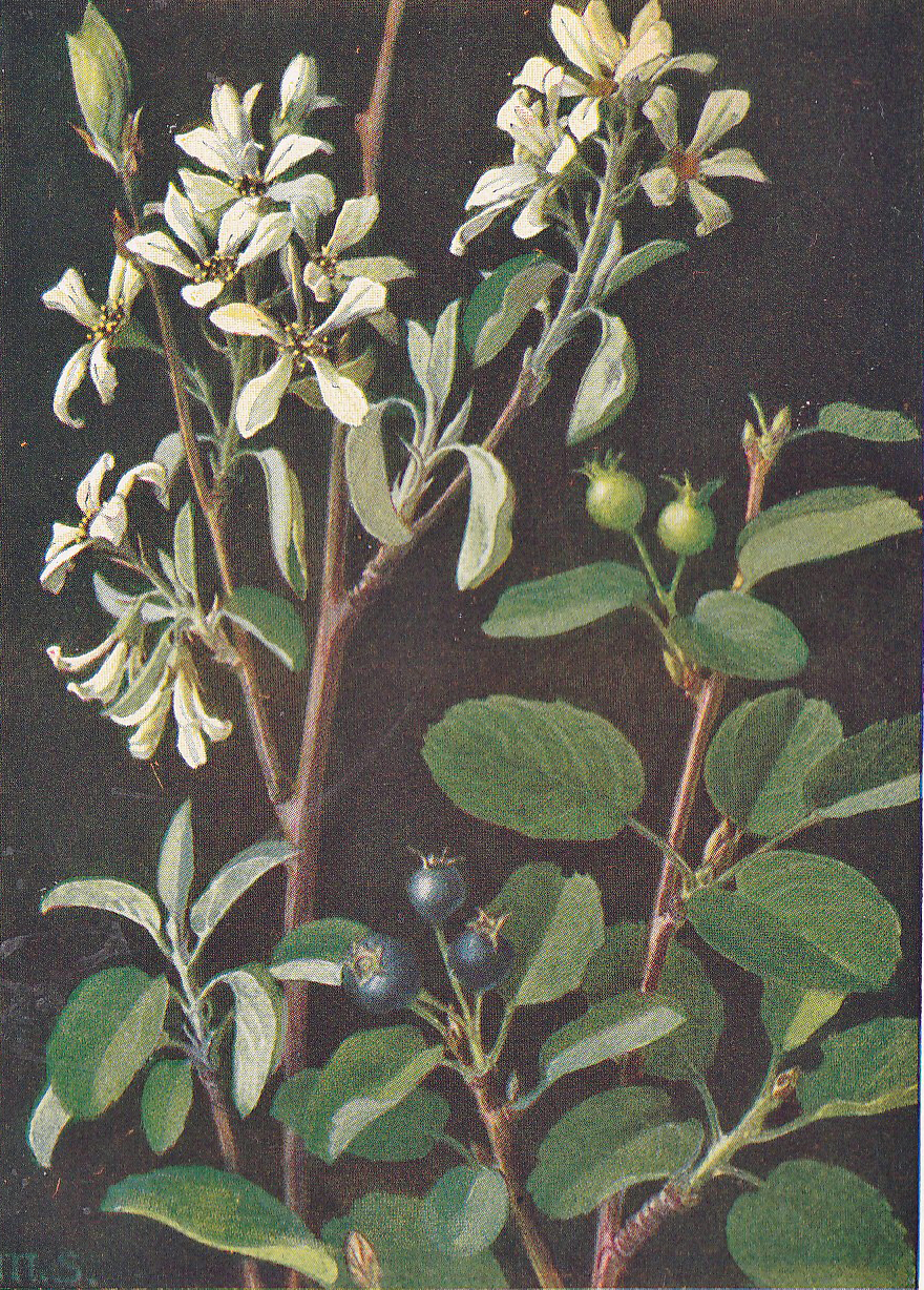 Gewöhnliche Felsenbirne