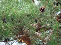 Waldkiefer