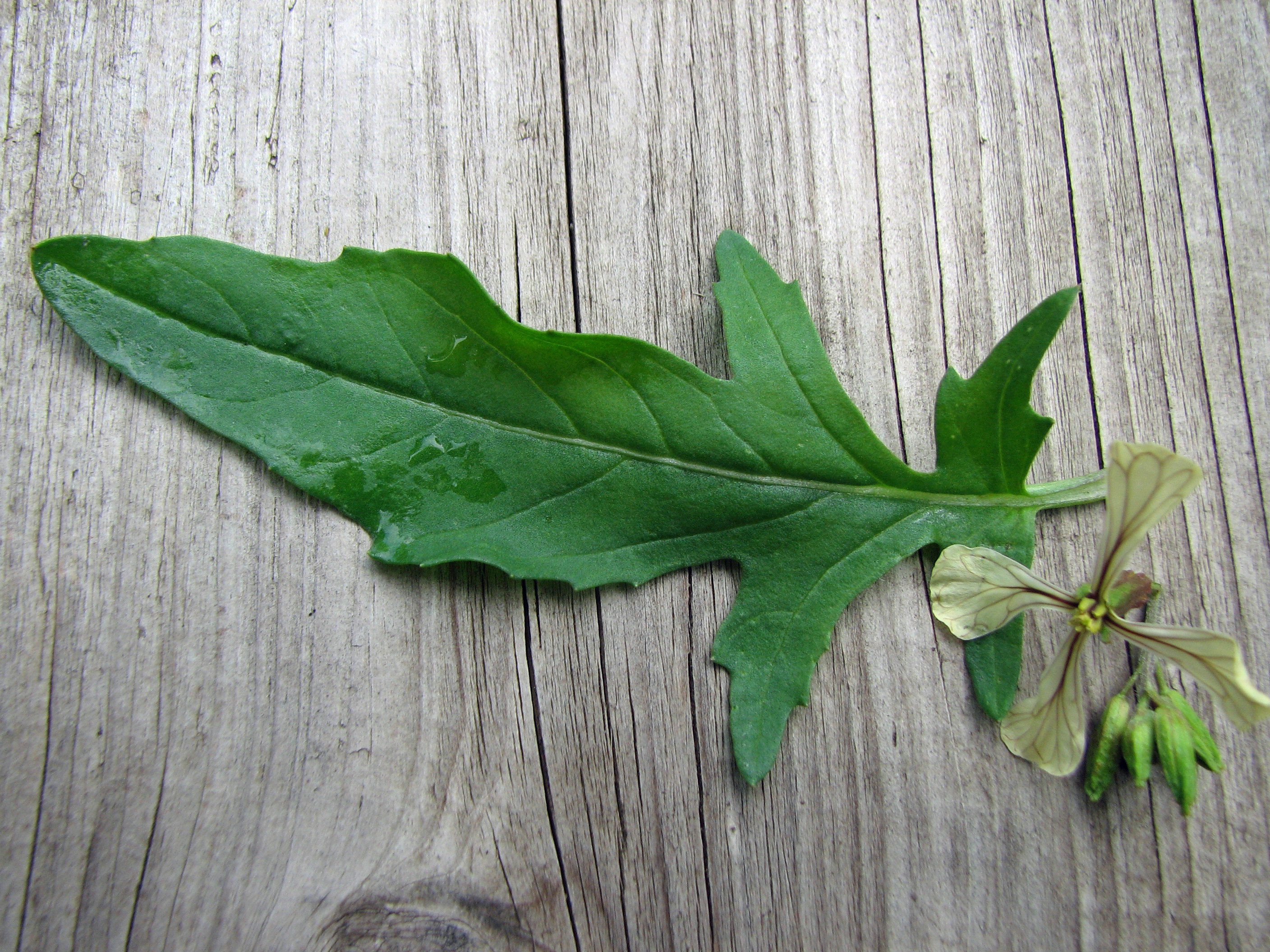 Breitblättrige Rucola