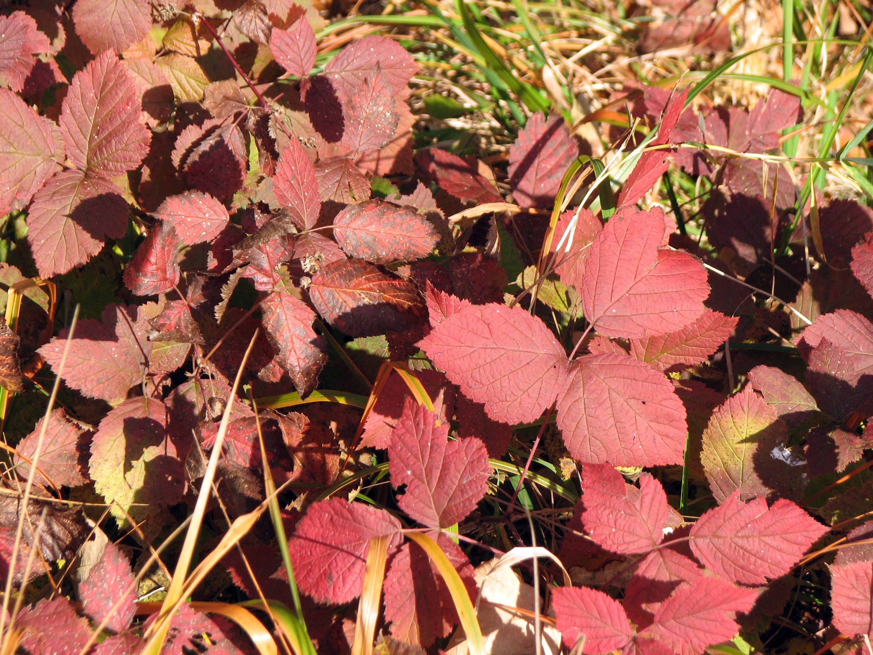 Brombeere