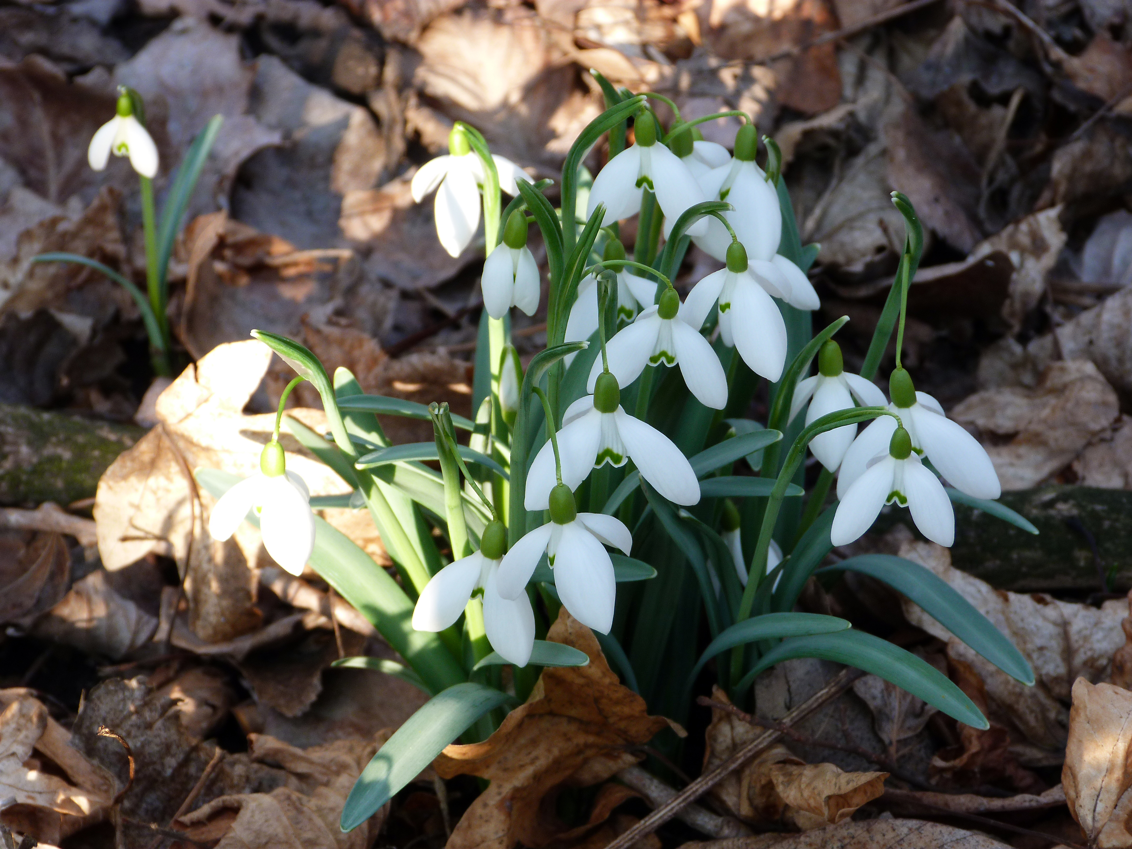 Kleines Schneeglöckchen