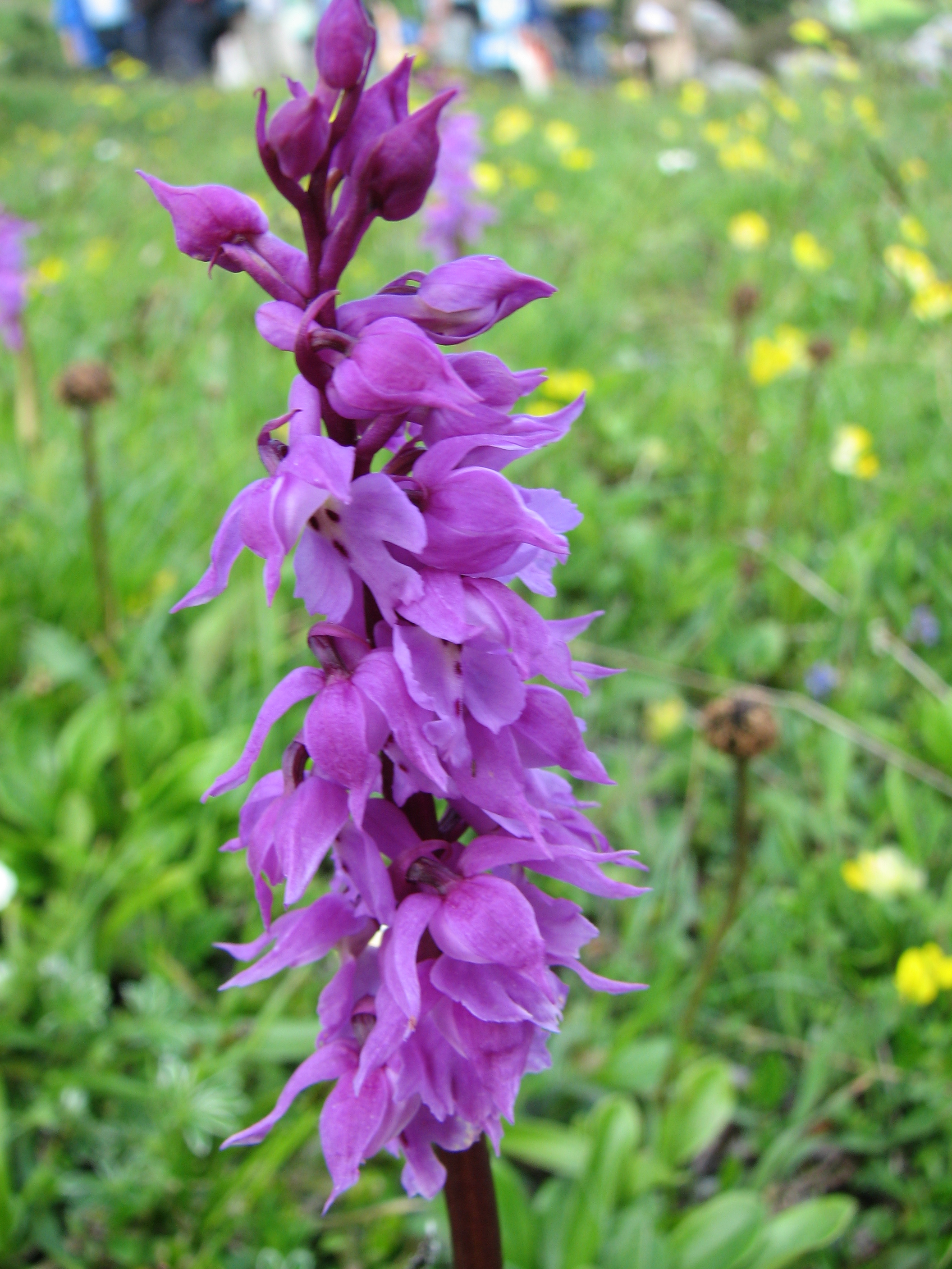 Männliches Knabenkraut