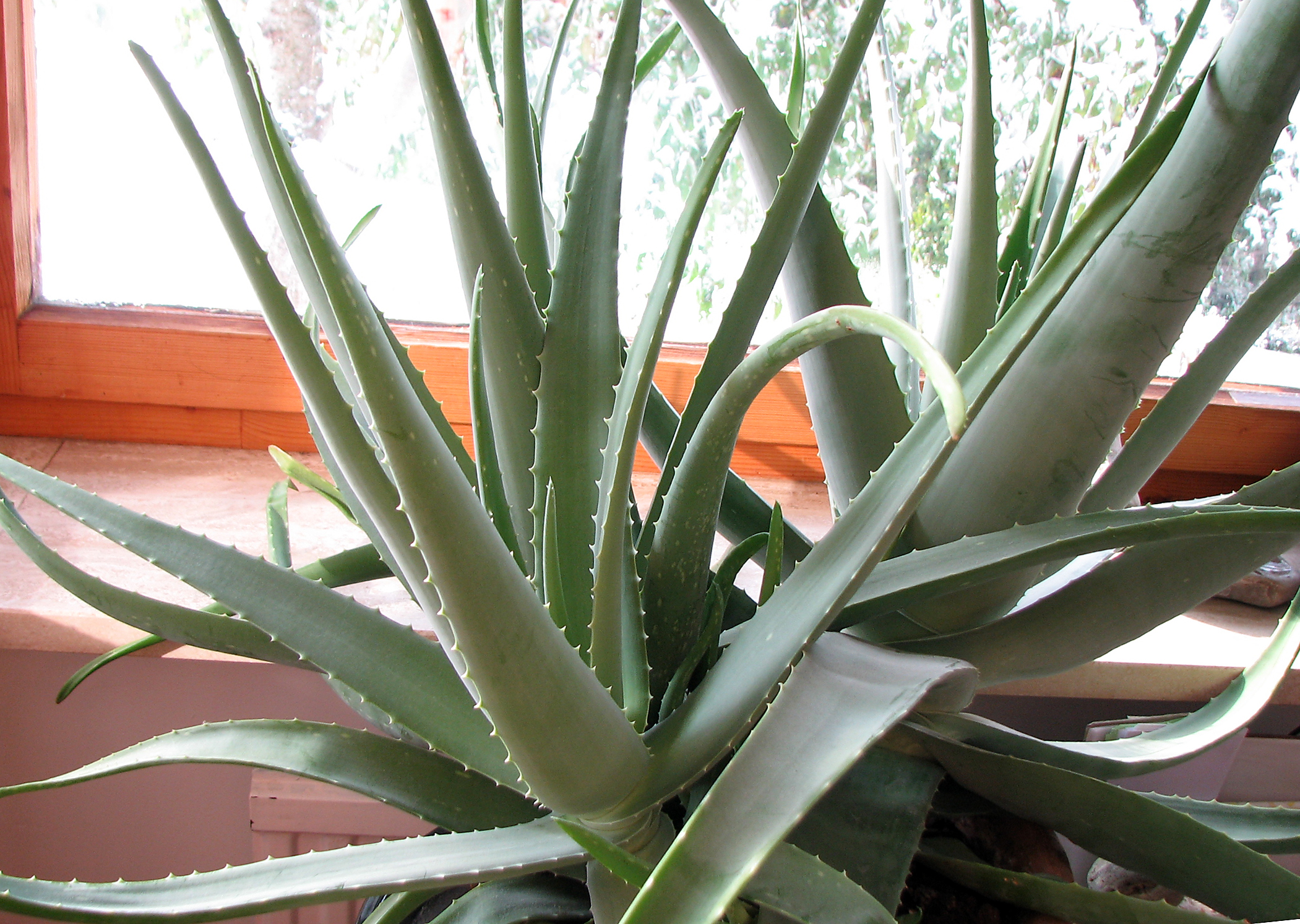 Aloe vera