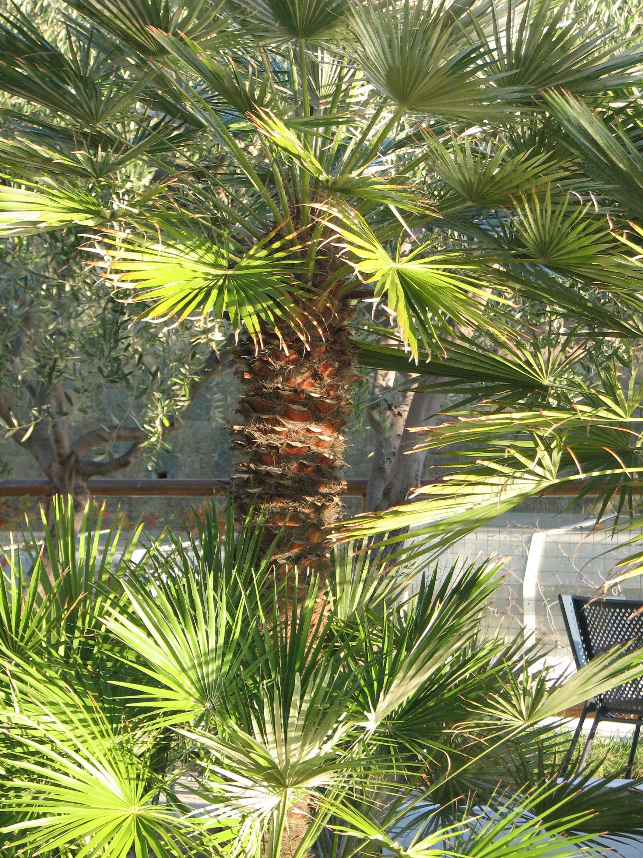 Chinesische Hanfpalme