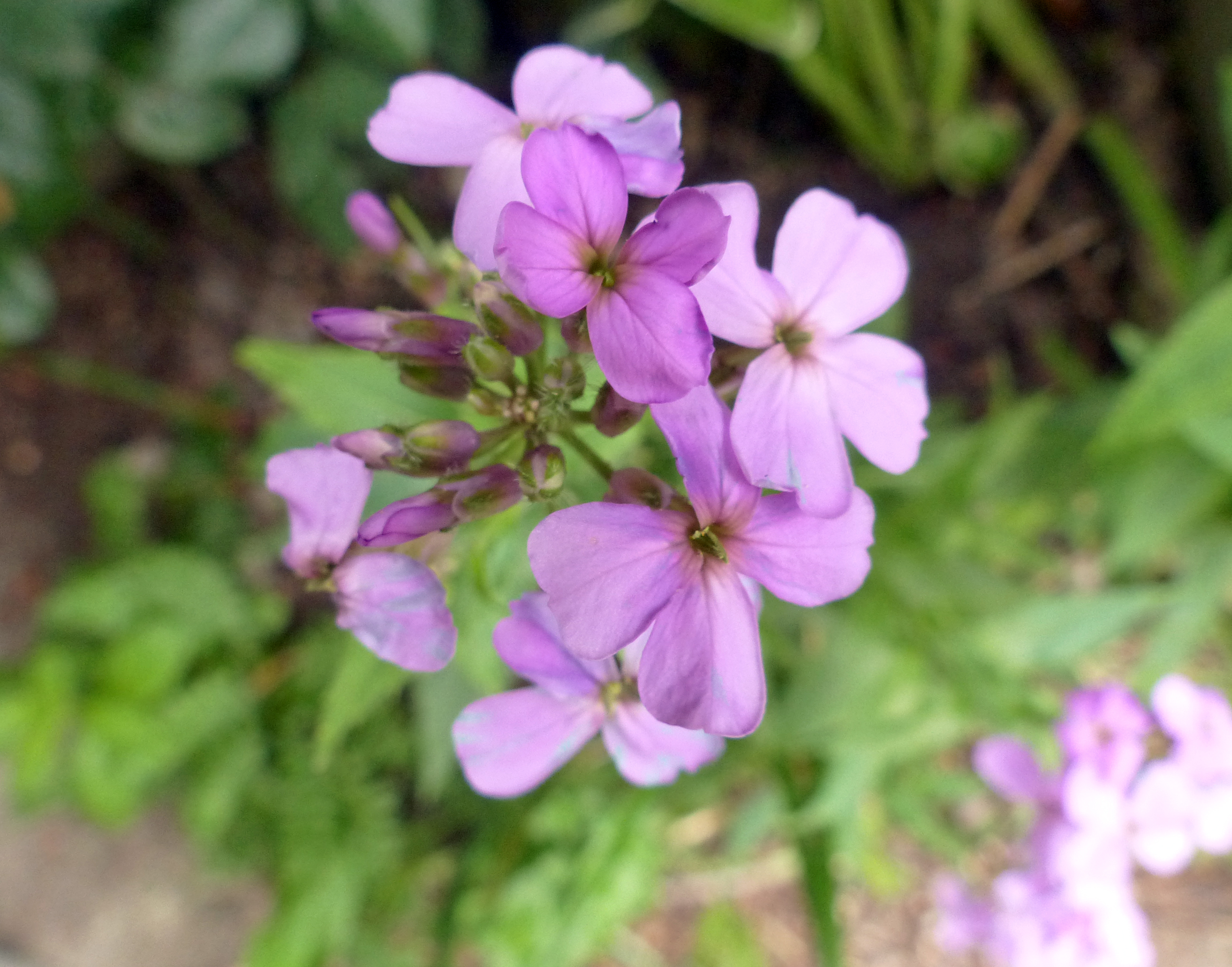 Gewöhnliche Nachtviole