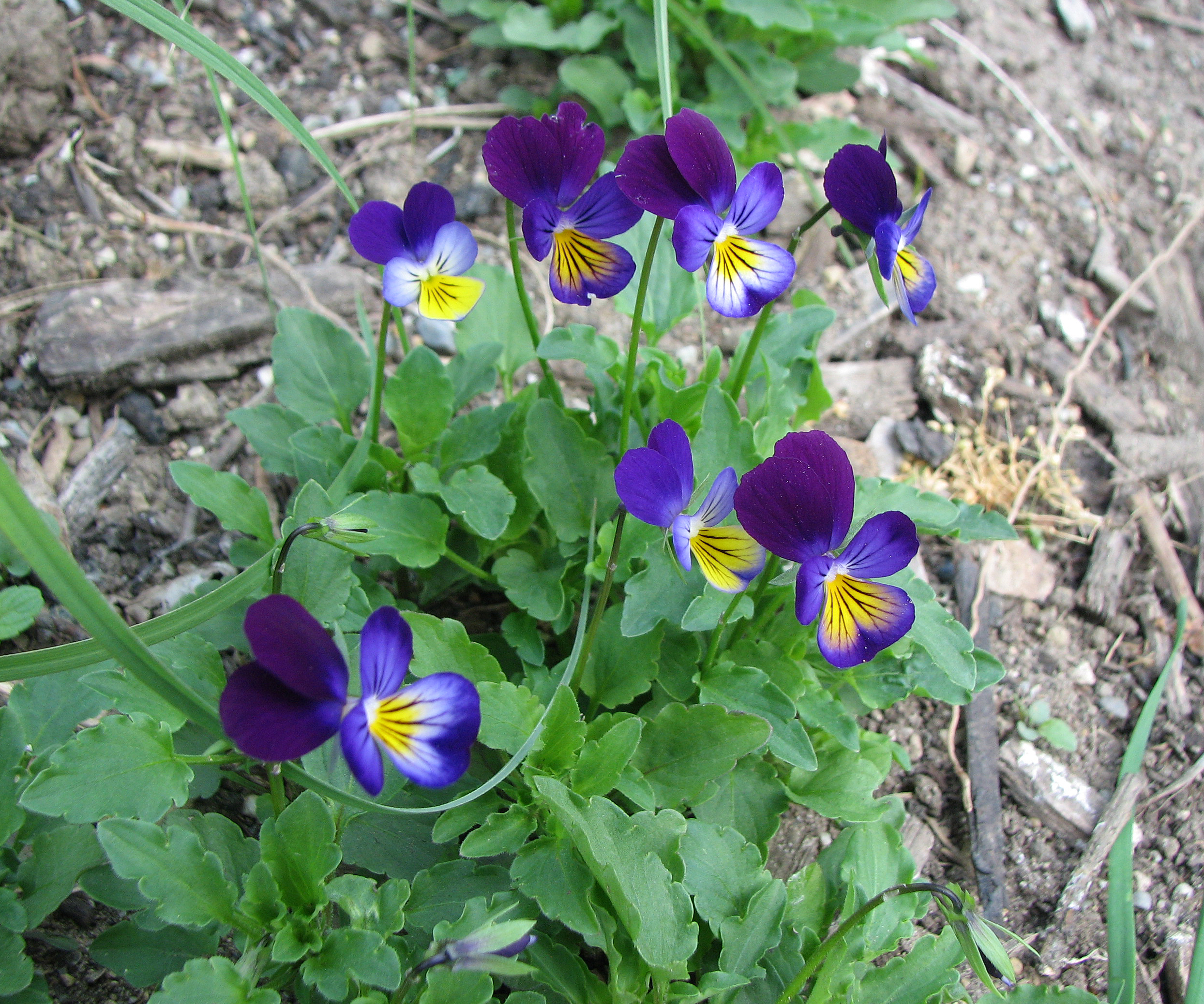 Wildes Stiefmütterchen