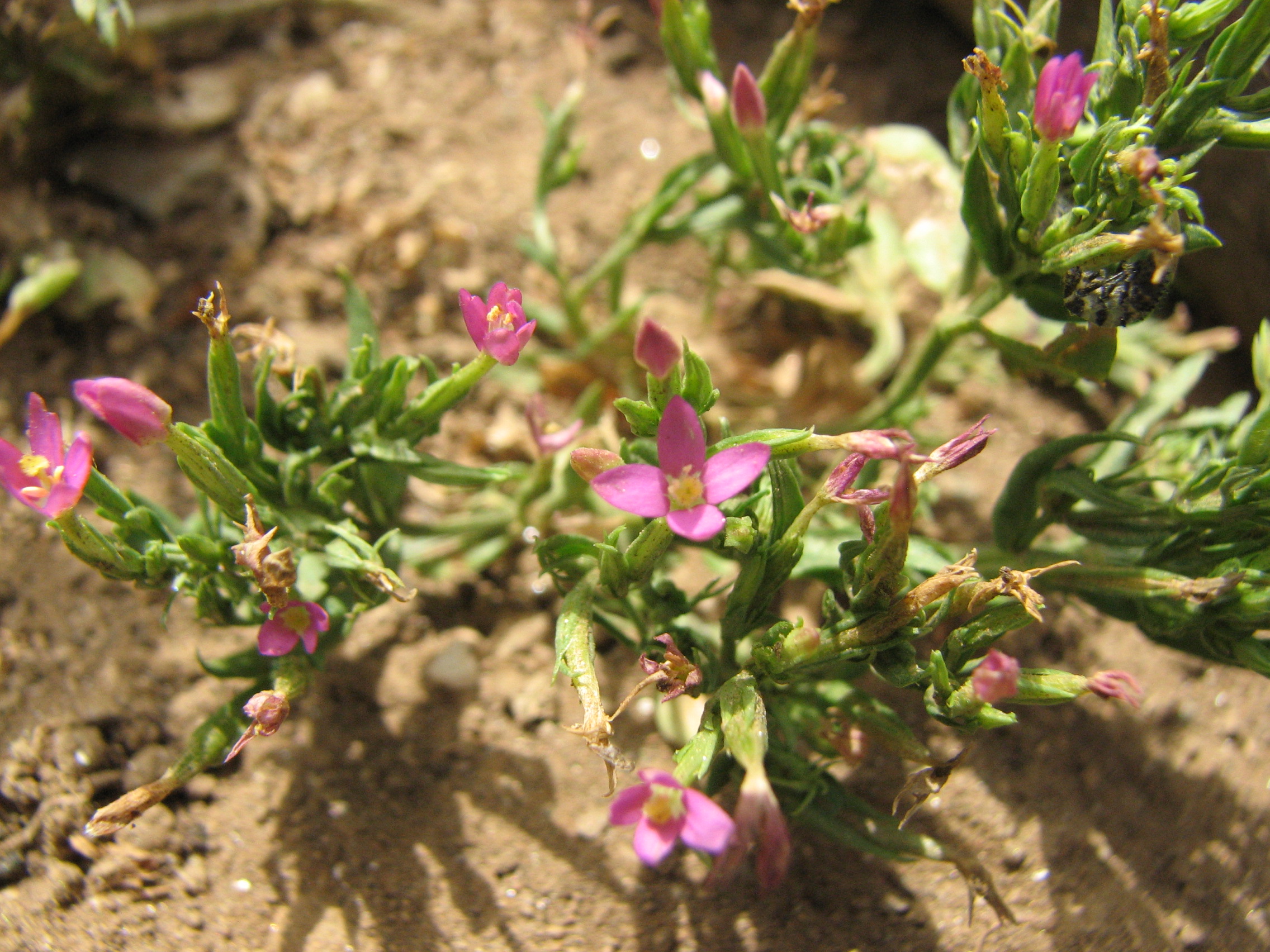 Echtes Tausendgüldenkraut