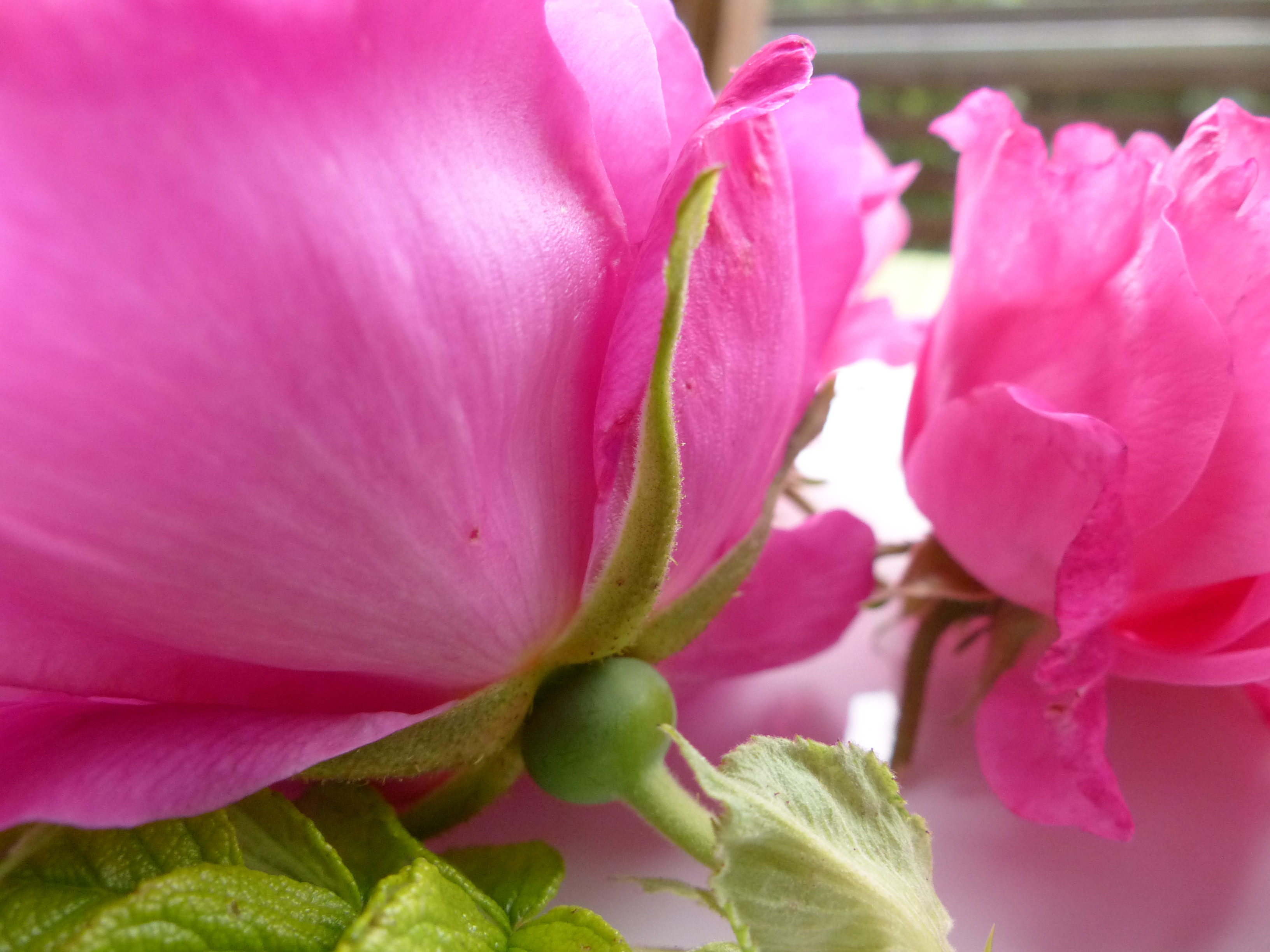 Rosensorbet mit Kardamom