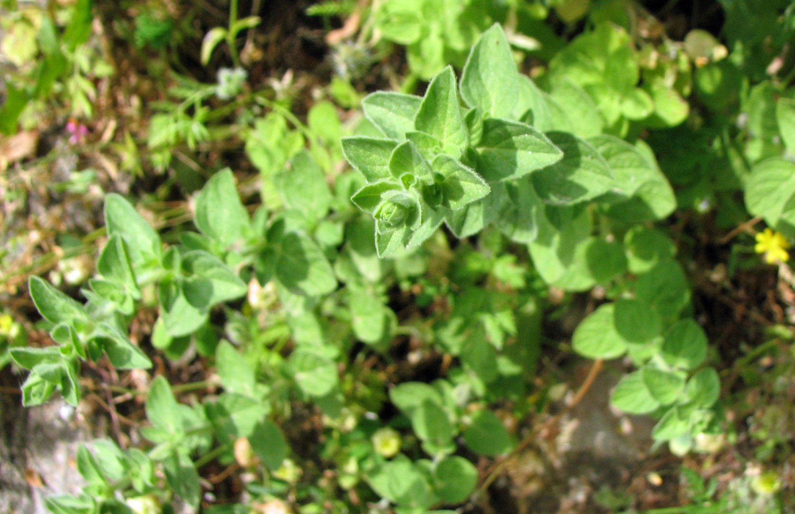 Griechischer Oregano