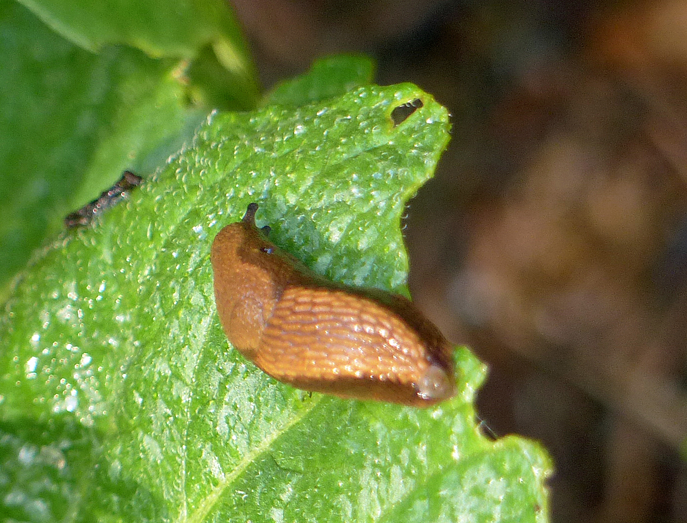 Schnecken im Garten reduzieren