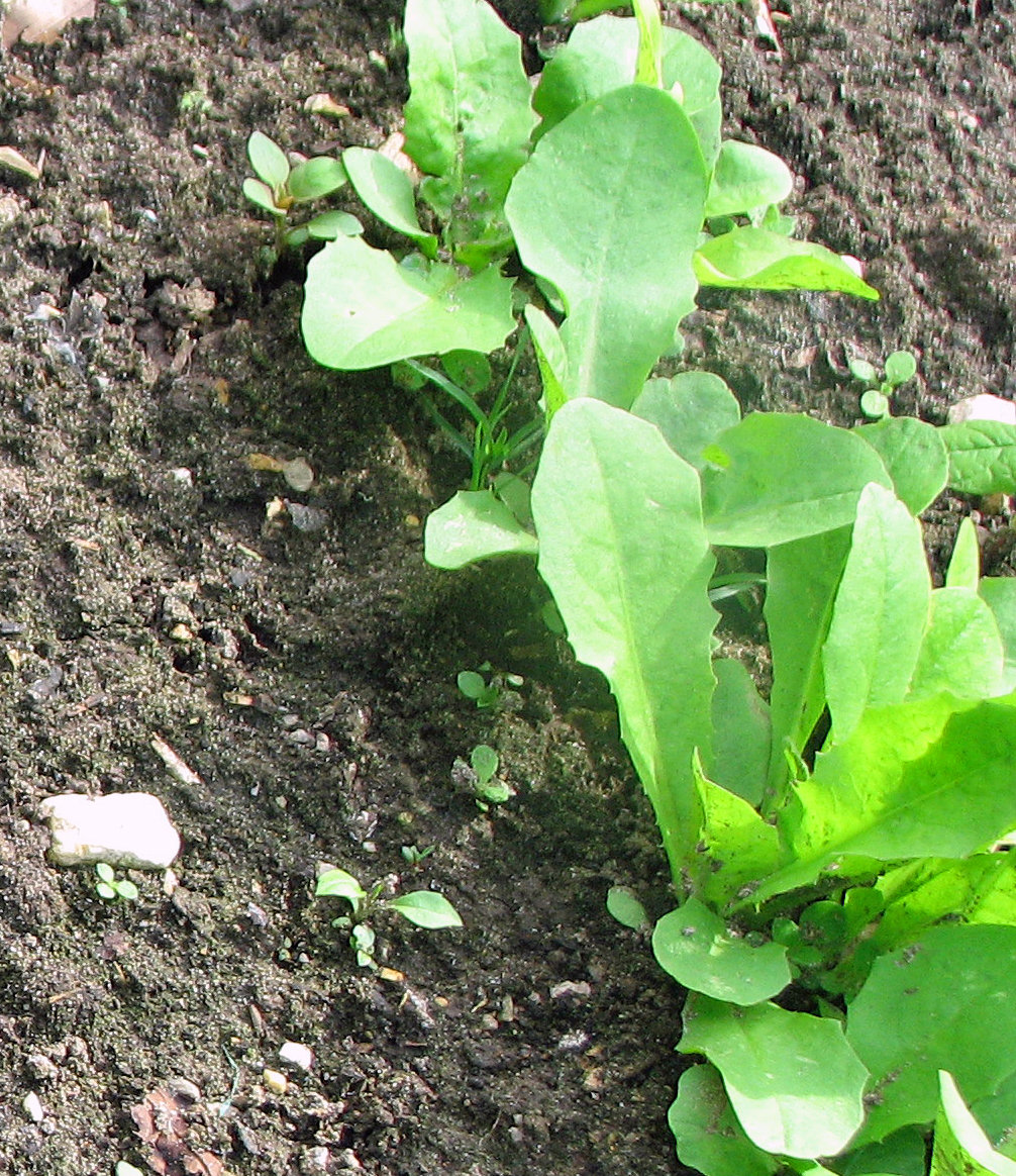 Zichorie & Chicorée