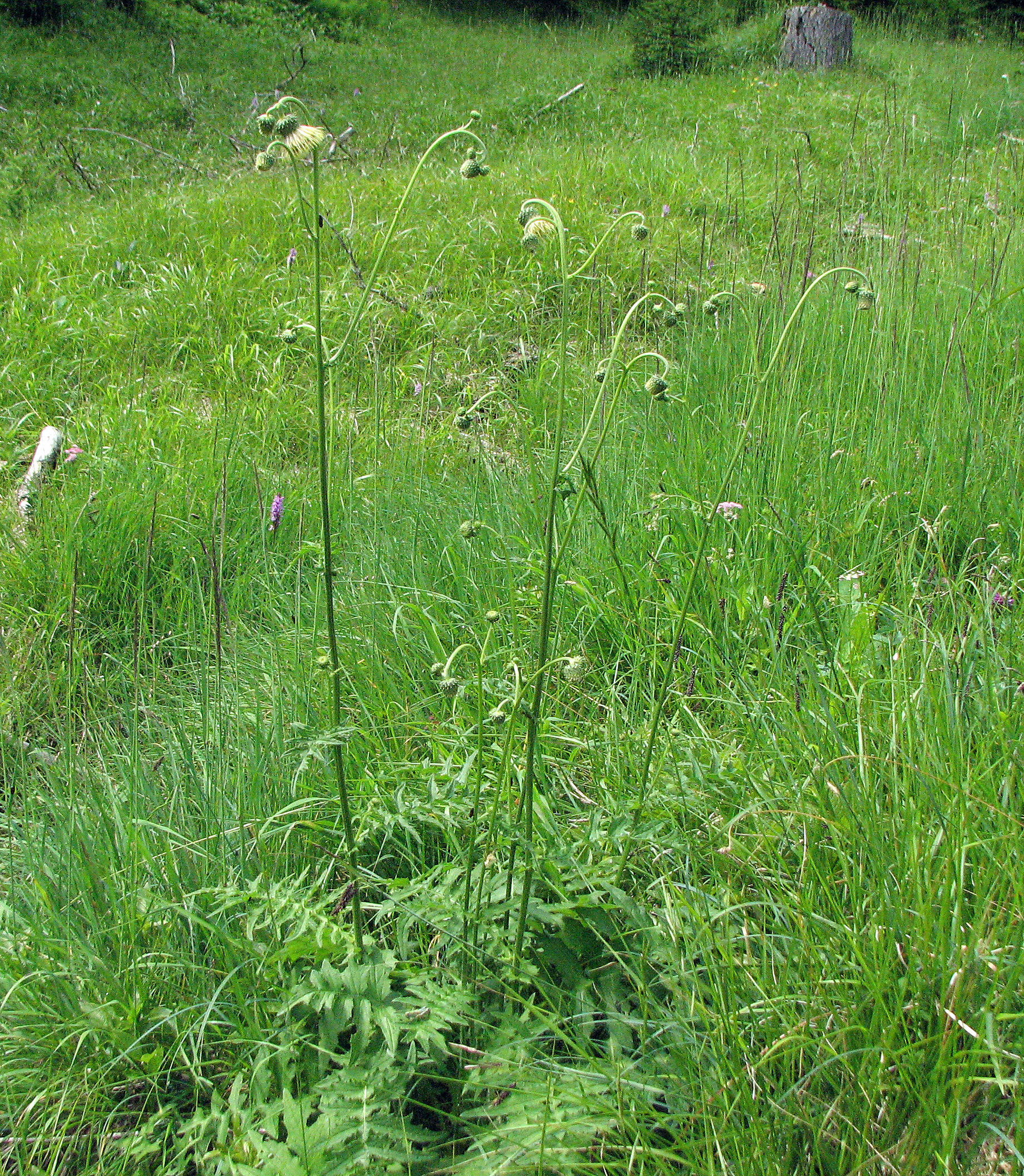 Klebkratzdistel