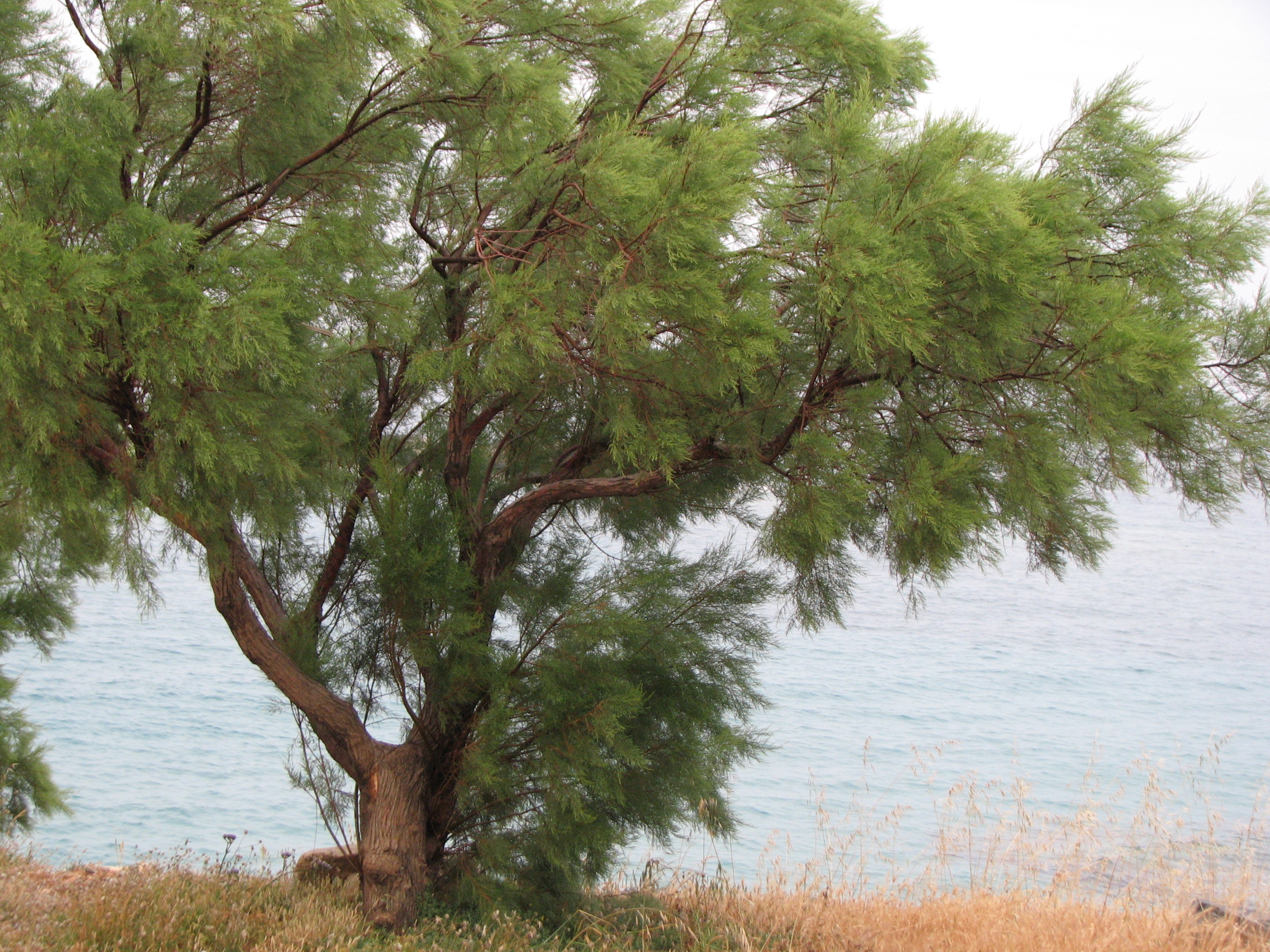 Kleinblütige Tamariske