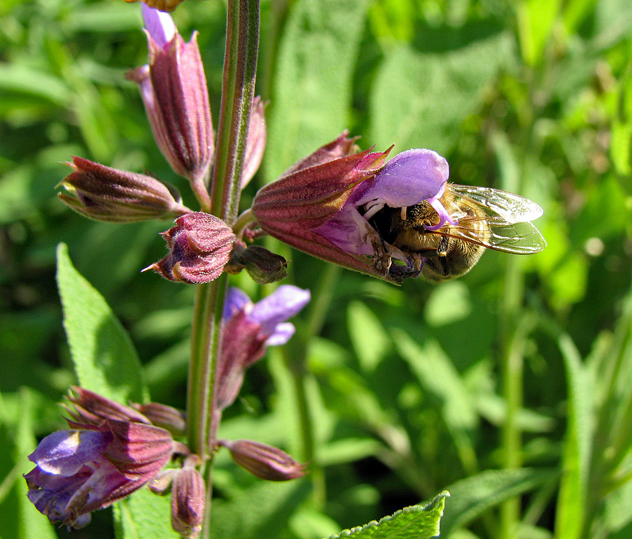 Balkonpflanzen für Honigbienen, Wildbienen und Schmetterlinge