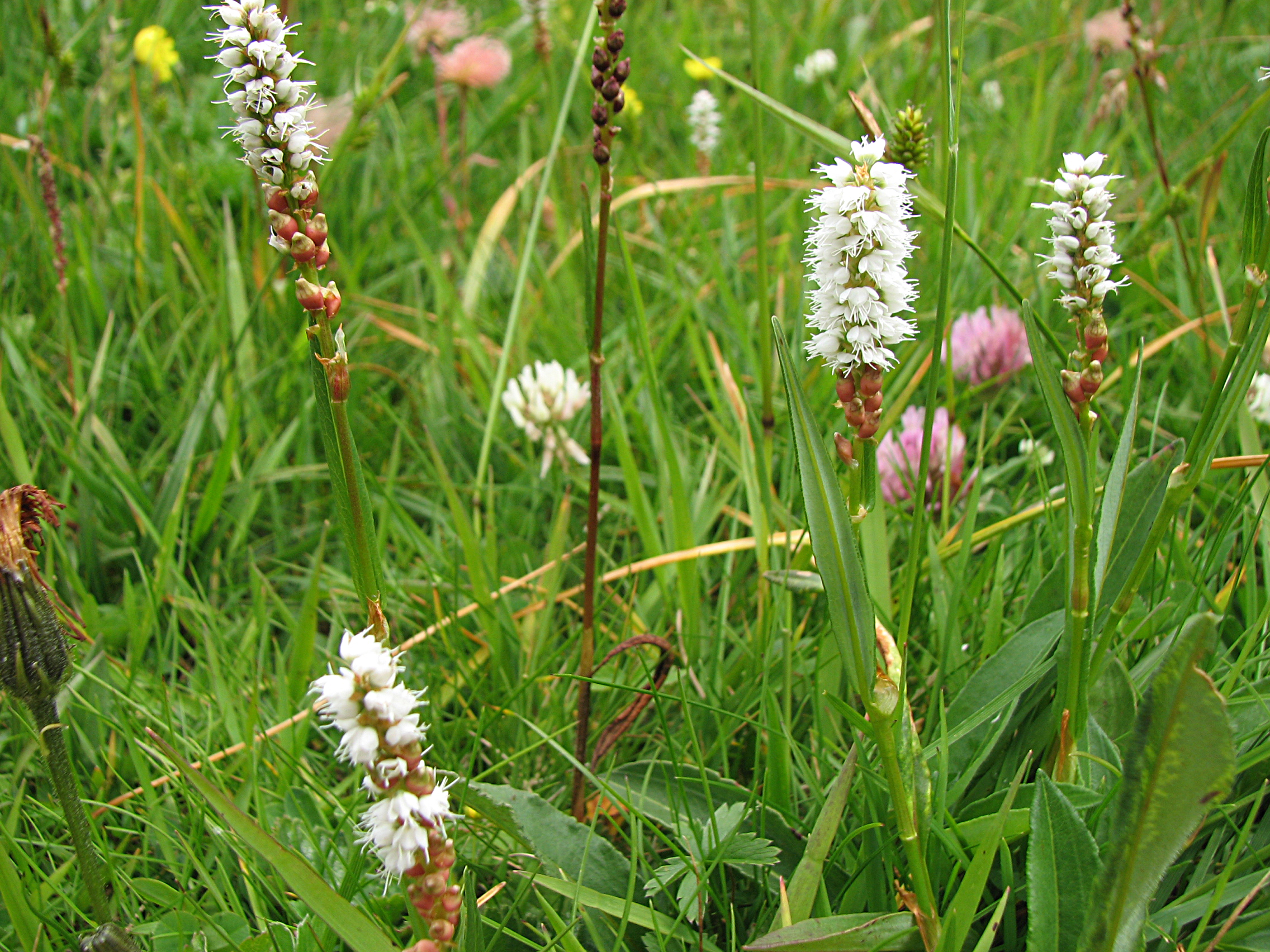 Knöllchenknöterich